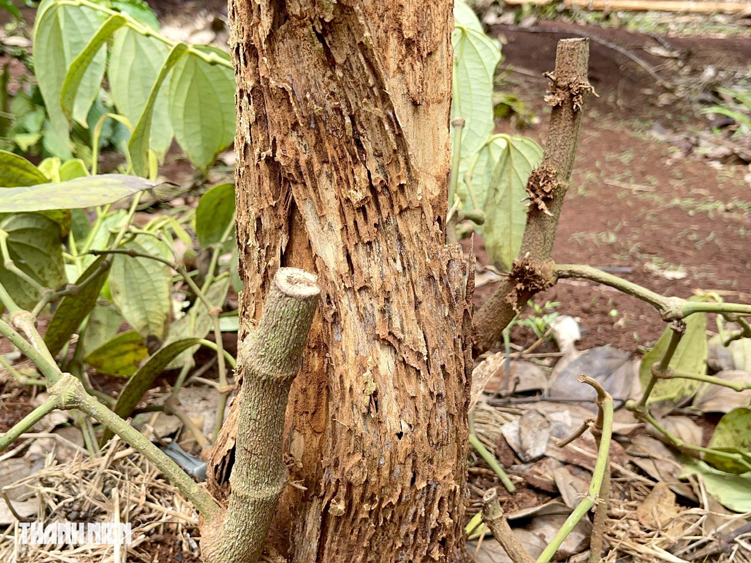 ‘Đạo chích’ đột nhập nương rẫy trộm hồ tiêu đem bán trục lợi- Ảnh 3. ‘Đạo chích’ đột nhập nương rẫy trộm hồ tiêu đem bán trục lợi- Ảnh 3.