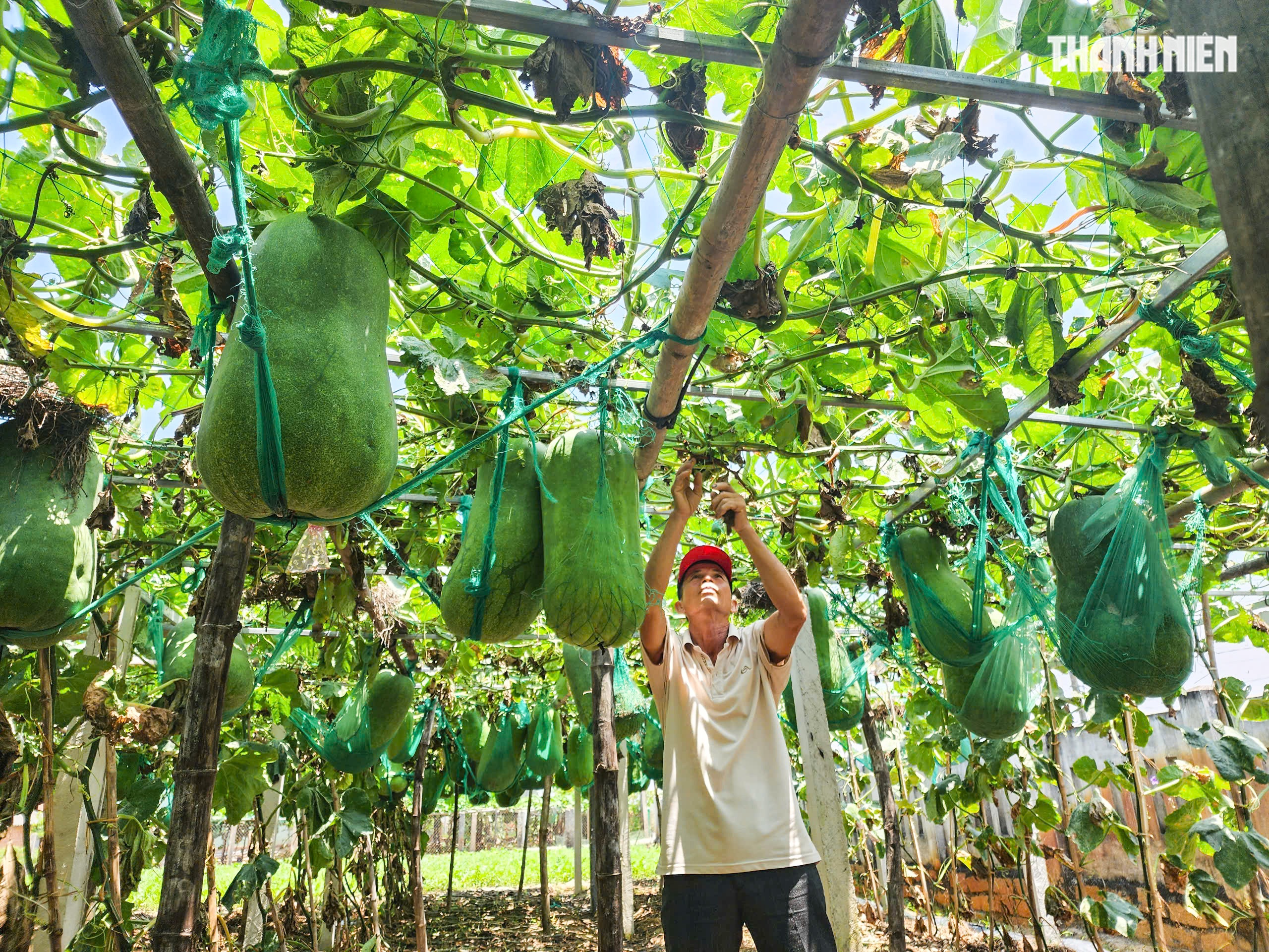 Độc đáo 'mắc võng' cho bí đao khổng lồ tựa lưng- Ảnh 9. Độc đáo 'mắc võng' cho bí đao khổng lồ tựa lưng- Ảnh 9.