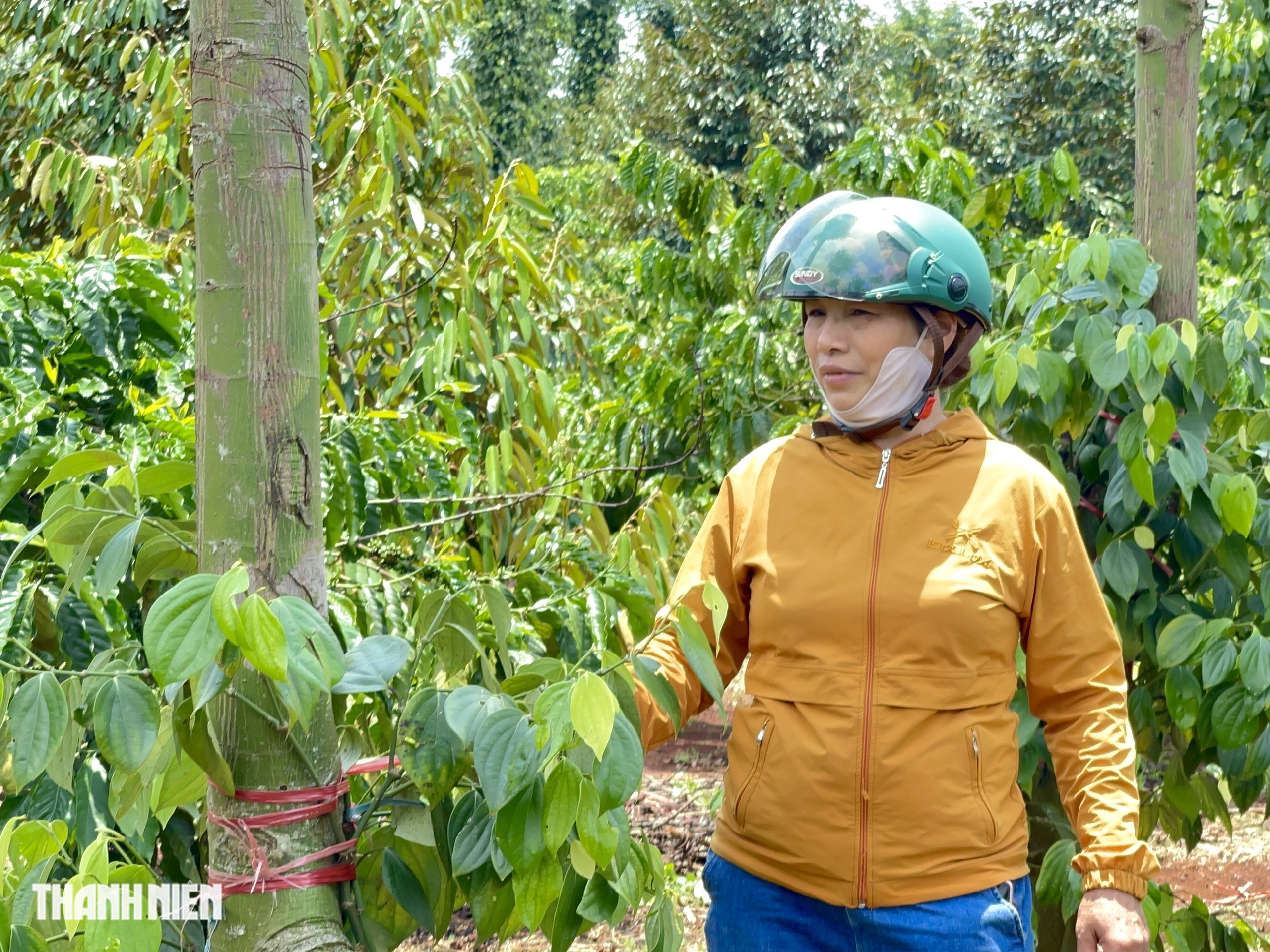 ‘Đạo chích’ đột nhập nương rẫy trộm hồ tiêu đem bán trục lợi- Ảnh 5. ‘Đạo chích’ đột nhập nương rẫy trộm hồ tiêu đem bán trục lợi- Ảnh 5.