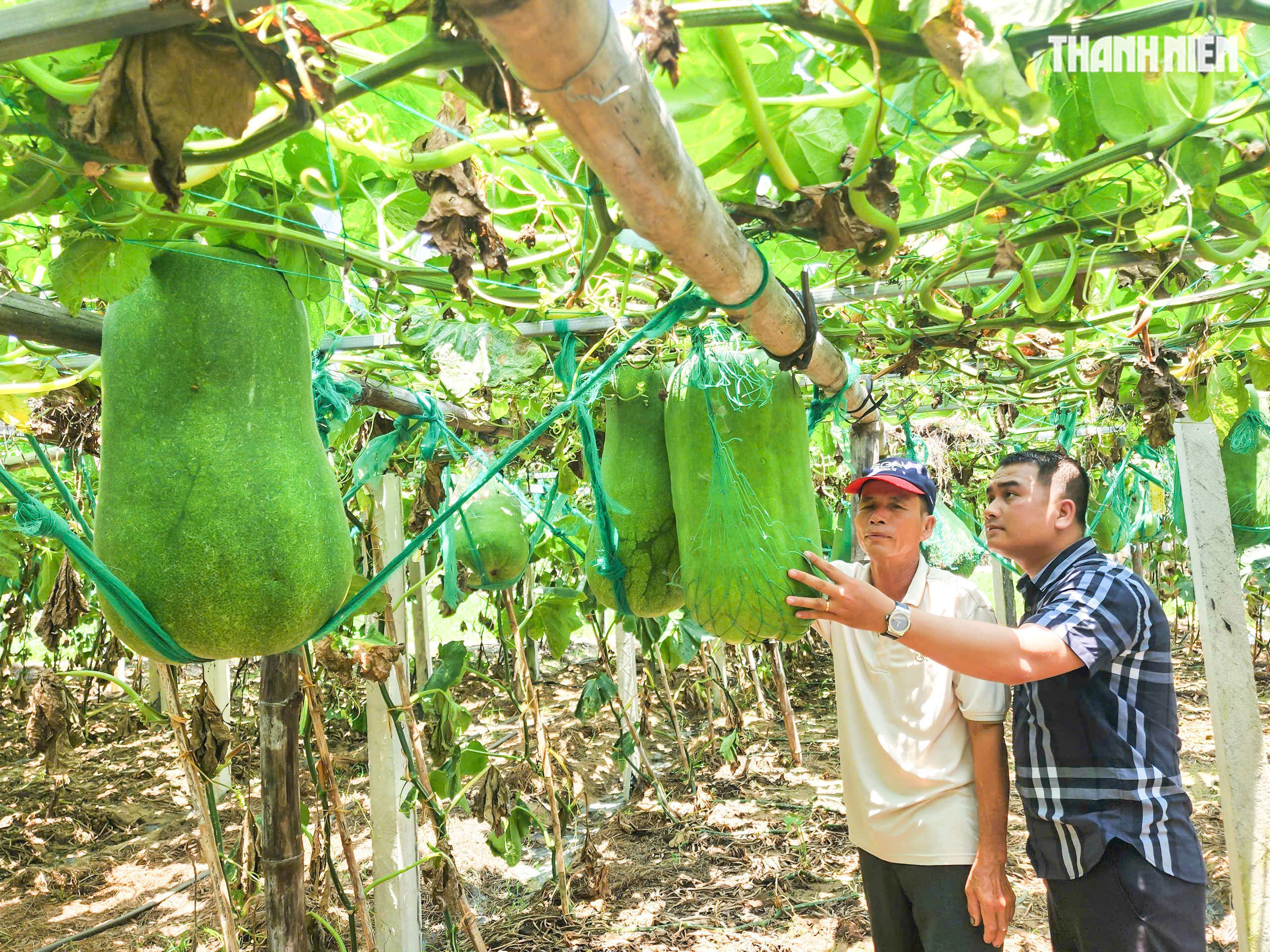Độc đáo 'mắc võng' cho bí đao khổng lồ tựa lưng- Ảnh 2. Độc đáo 'mắc võng' cho bí đao khổng lồ tựa lưng- Ảnh 2.