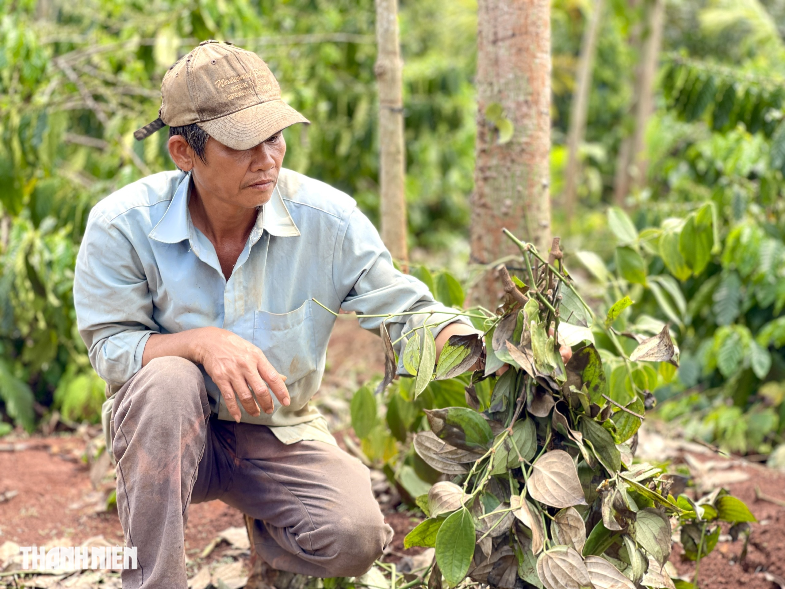 ‘Đạo chích’ đột nhập nương rẫy trộm hồ tiêu đem bán trục lợi- Ảnh 2. ‘Đạo chích’ đột nhập nương rẫy trộm hồ tiêu đem bán trục lợi- Ảnh 2.