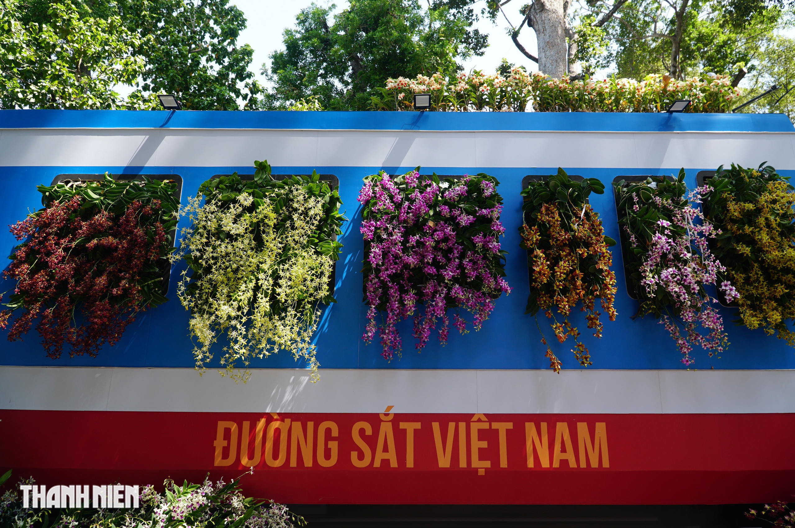 Có một ‘rừng hoa lan’ đang nở rộ giữa nắng hè ở trung tâm TP.HCM - Ảnh 3.