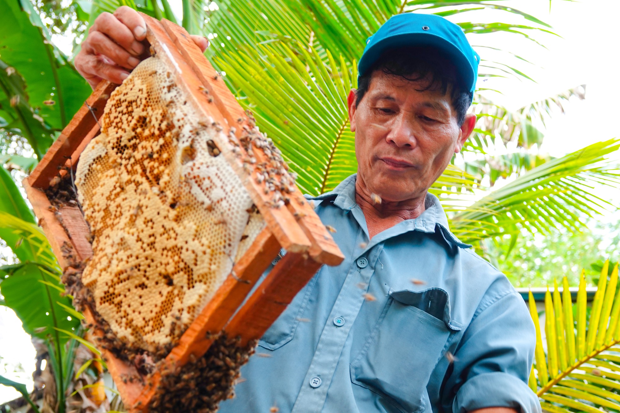 Người đàn ông miền Tây với biệt tài “dụ” ong về nuôi lấy mật - Ảnh 5.