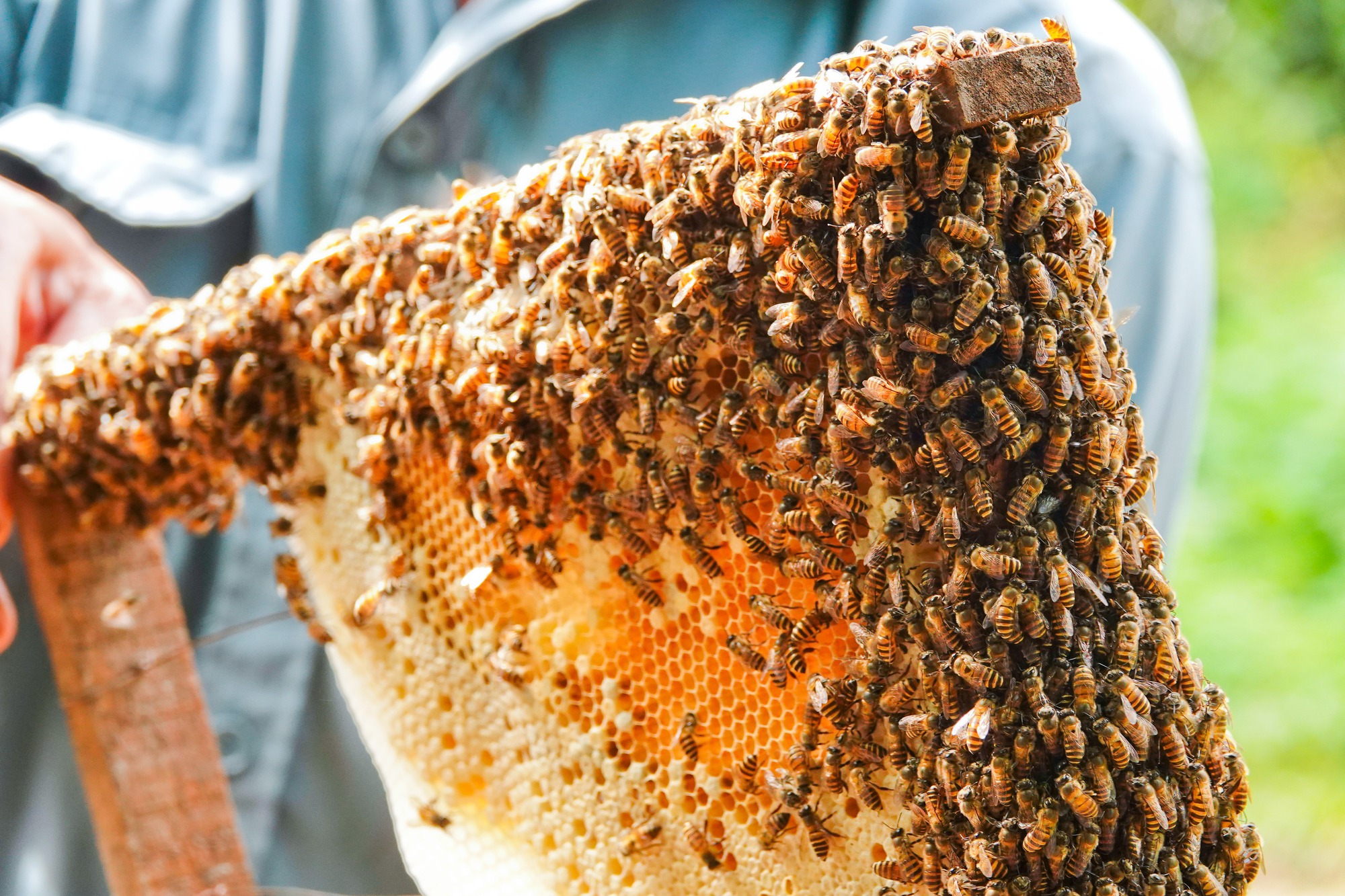 Người đàn ông miền Tây với biệt tài “dụ” ong về nuôi lấy mật - Ảnh 2.