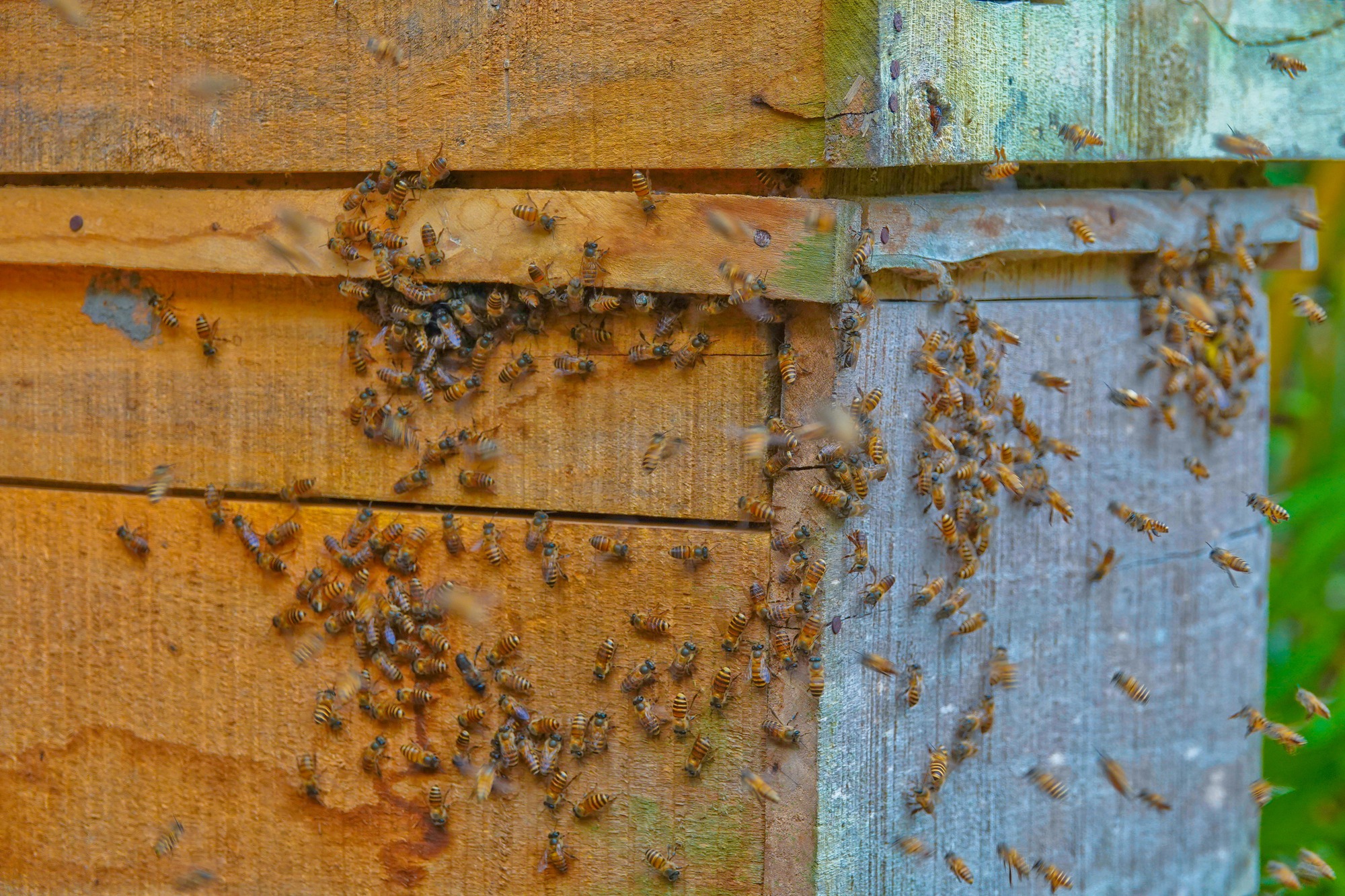 Người đàn ông miền Tây với biệt tài “dụ” ong về nuôi lấy mật - Ảnh 3.