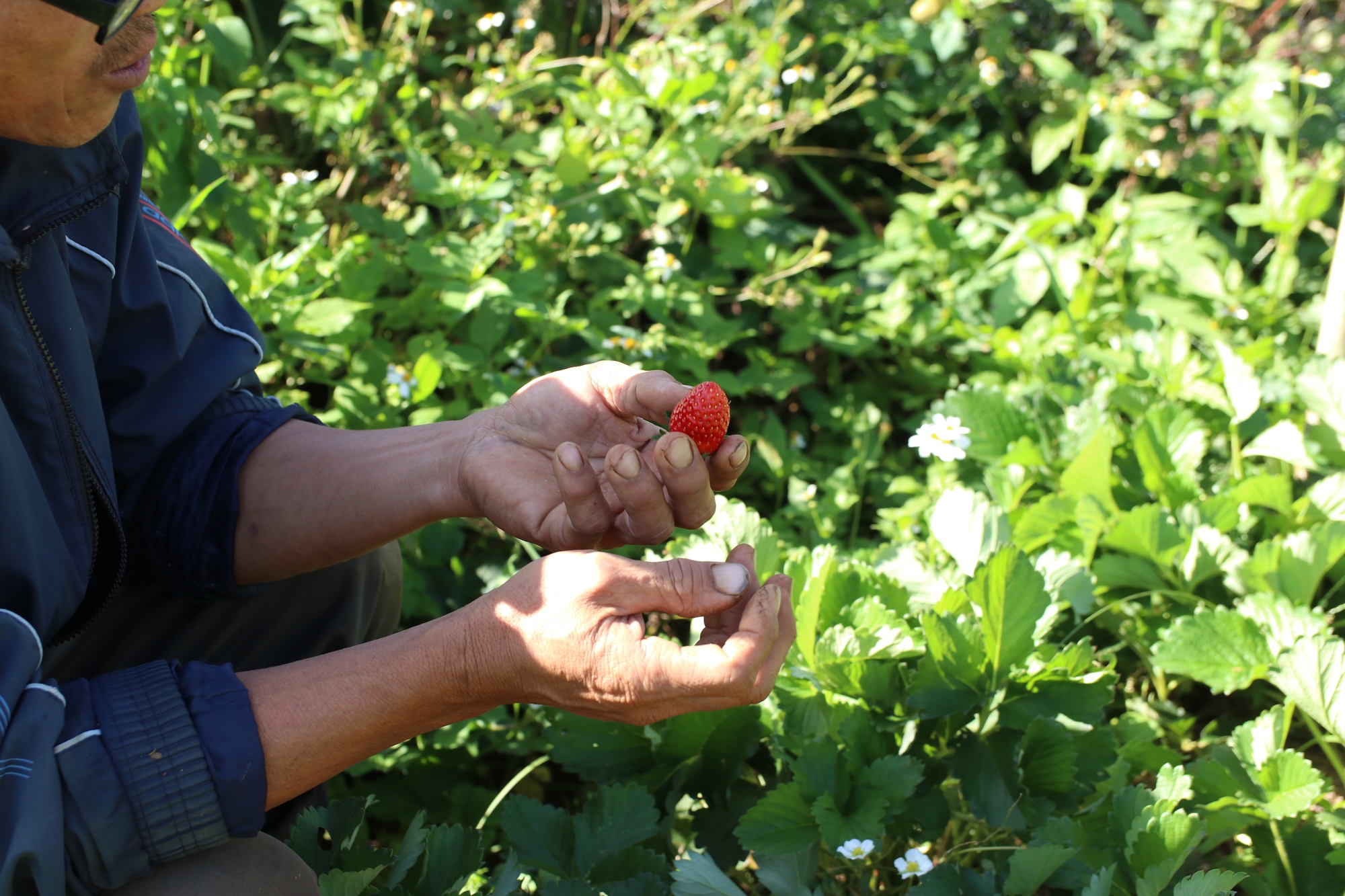 Lão nông chăm chỉ trồng dâu tây hữu cơ vì sợ 'bỏ tiền mua sức khỏe' - Ảnh 6.