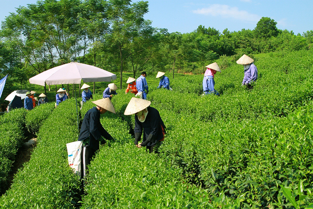 Vua tiêu dùng Việt Nam Từ kinh doanh hiệu quả  đến phát triển bền vững - Ảnh 2.
