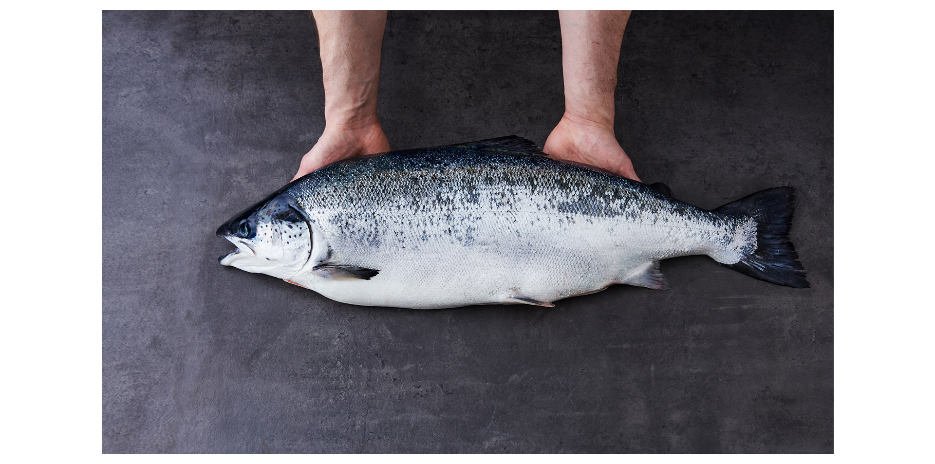 Xem người Na Uy nuôi cá hồi ngon hàng đầu thế giới - Ảnh 2.