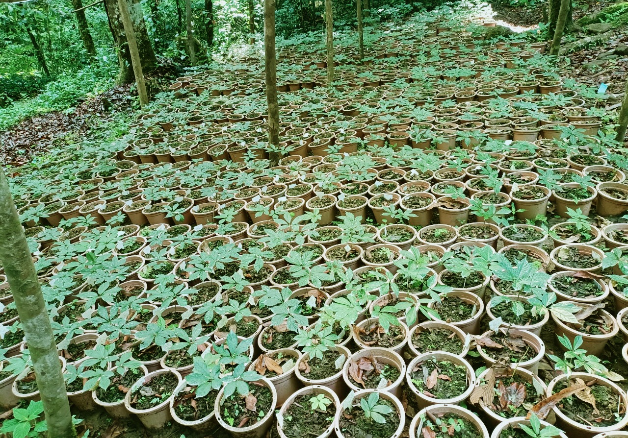 Lên đỉnh núi Ngọc Linh thăm “Quốc bảo Việt Nam” - Ảnh 6. Lên đỉnh núi Ngọc Linh thăm “Quốc bảo Việt Nam” - Ảnh 6.