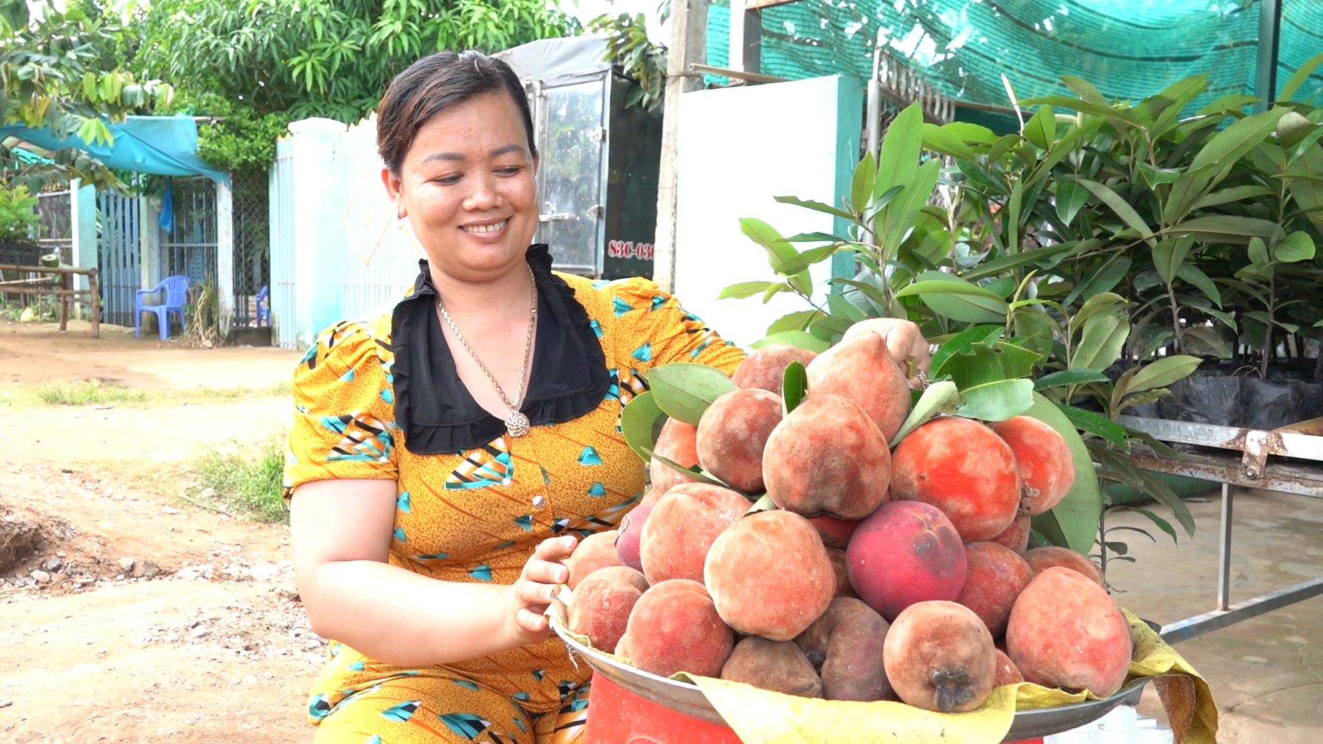 Người phụ nữ Khmer thu gần trăm triệu mỗi năm nhờ ươm, bán trái hồng nhung - Ảnh 4.