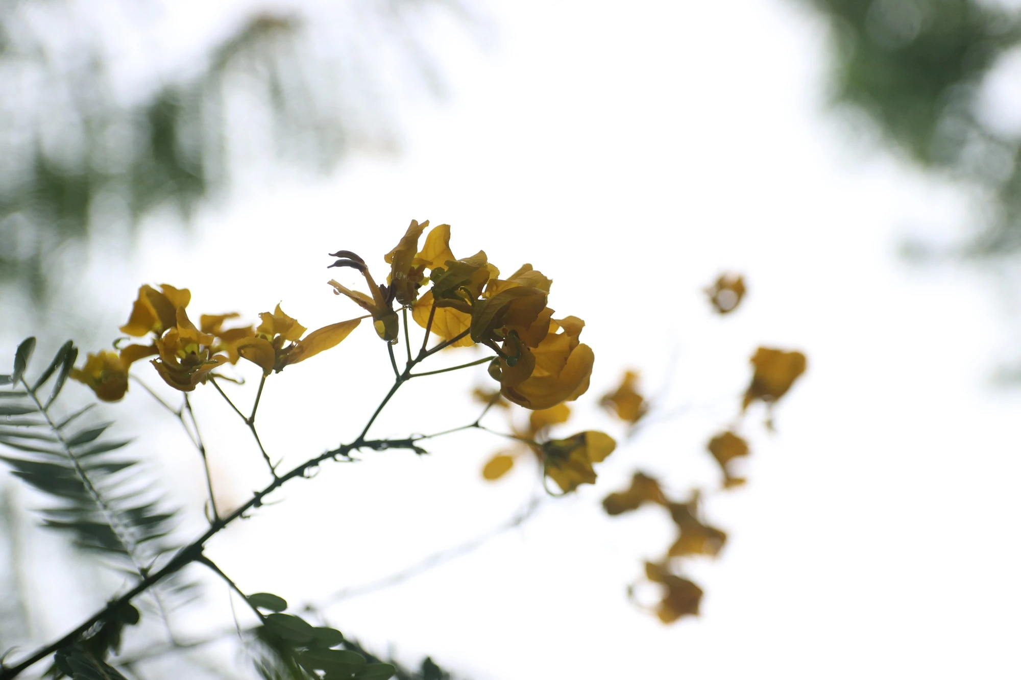 Mùa hoa phượng vàng nở rộ trên cao nguyên Đắk Nông - Ảnh 7.
