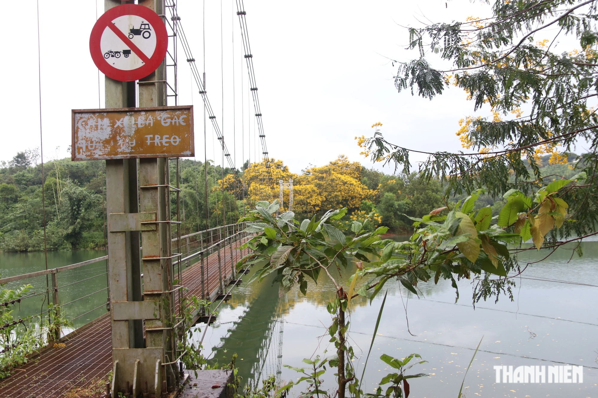 Mùa hoa phượng vàng nở rộ trên cao nguyên Đắk Nông - Ảnh 8.