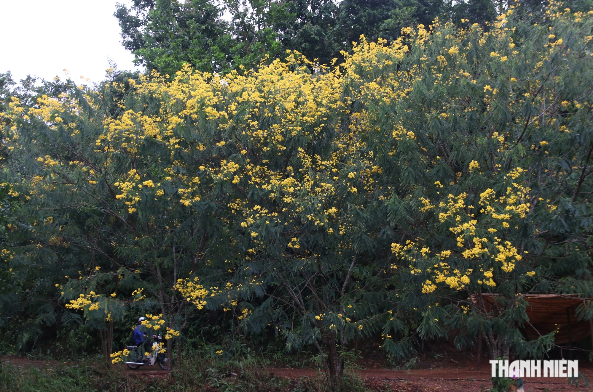 Mùa hoa phượng vàng nở rộ trên cao nguyên Đắk Nông - Ảnh 9.