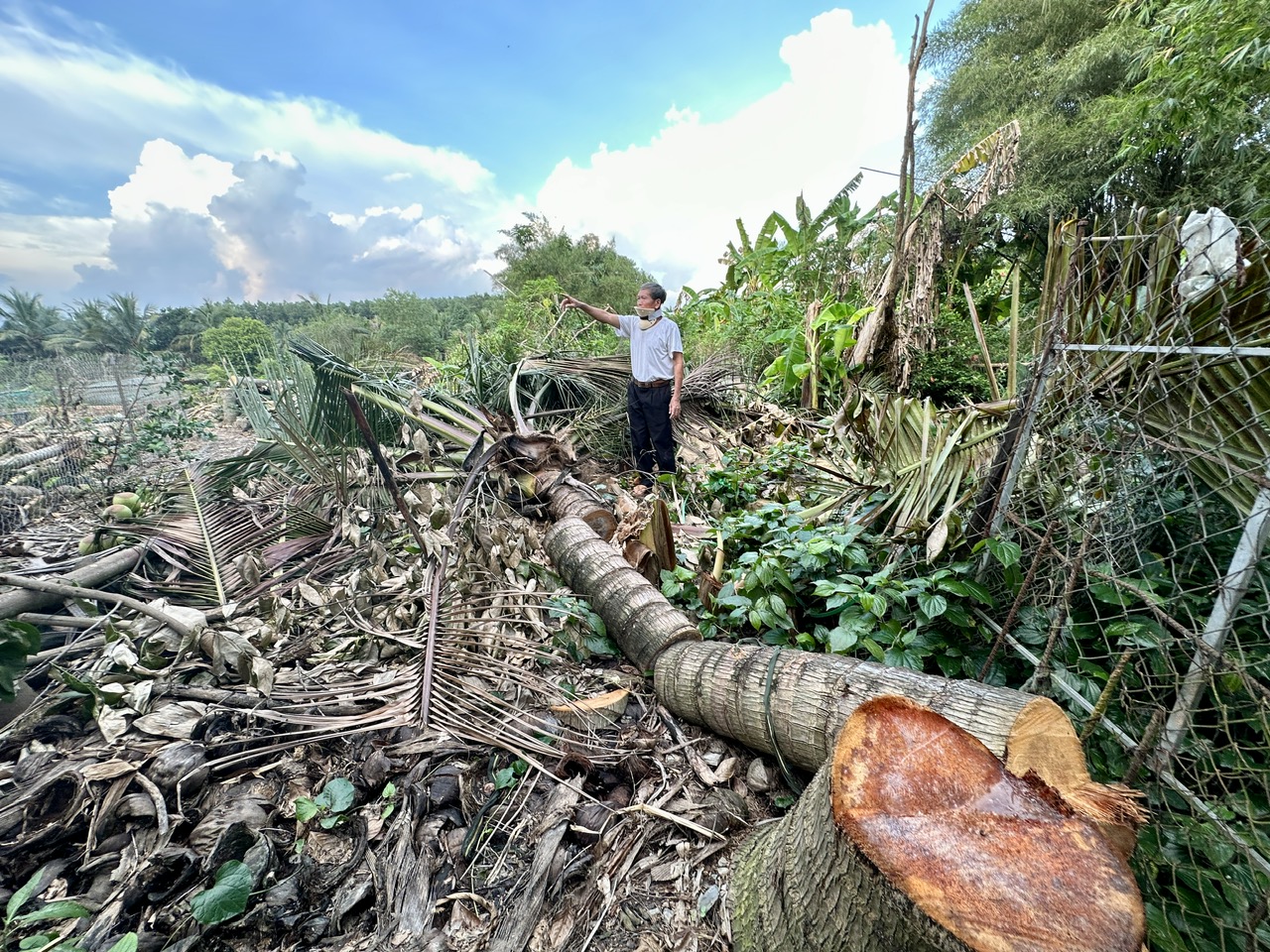 Đồng Nai: Bị chặt phá hàng loạt cây dừa đang ra trái, người dân cầu cứu - Ảnh 1.