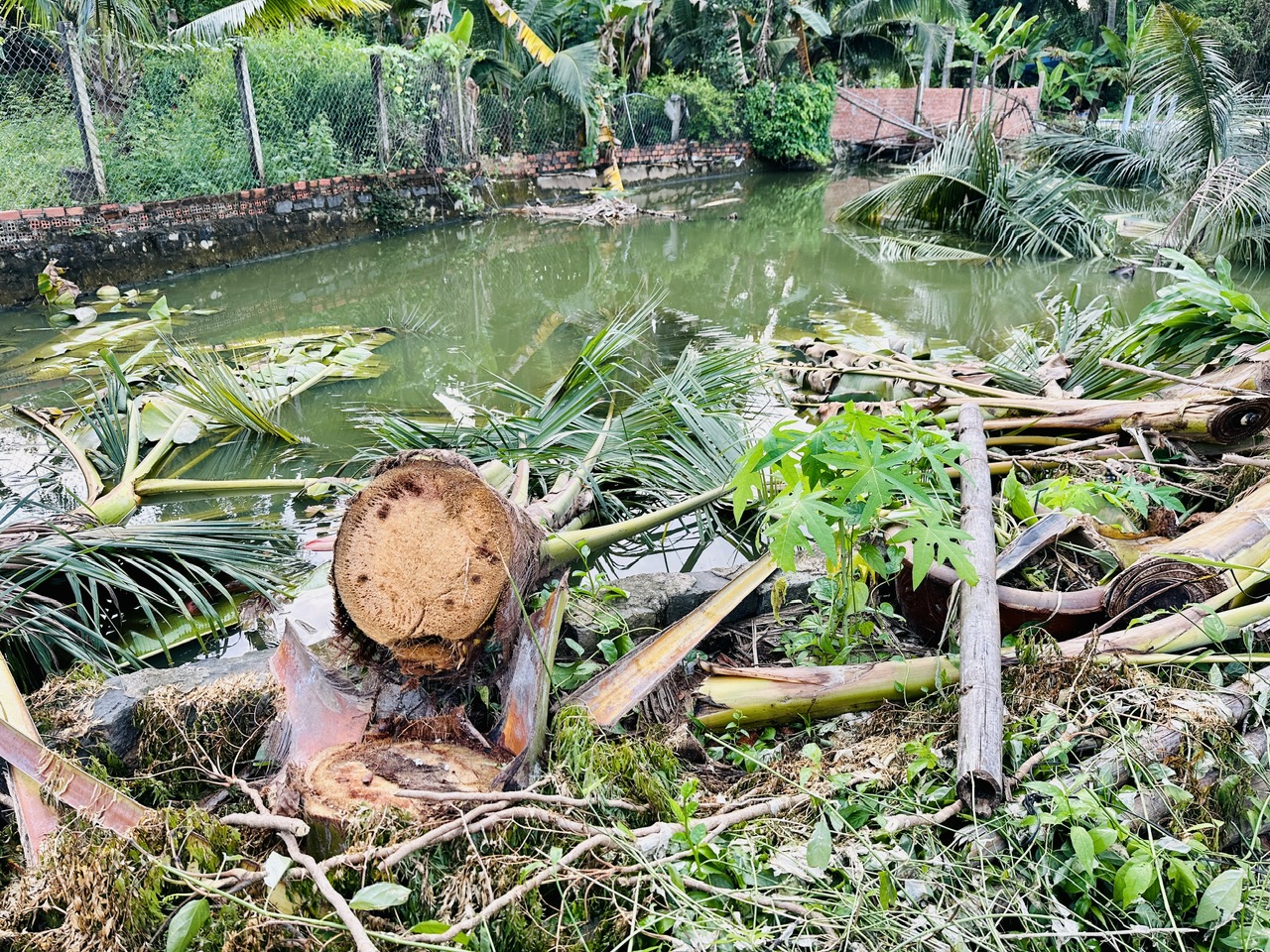 Đồng Nai: Bị chặt phá hàng loạt cây dừa đang ra trái, người dân cầu cứu - Ảnh 3.
