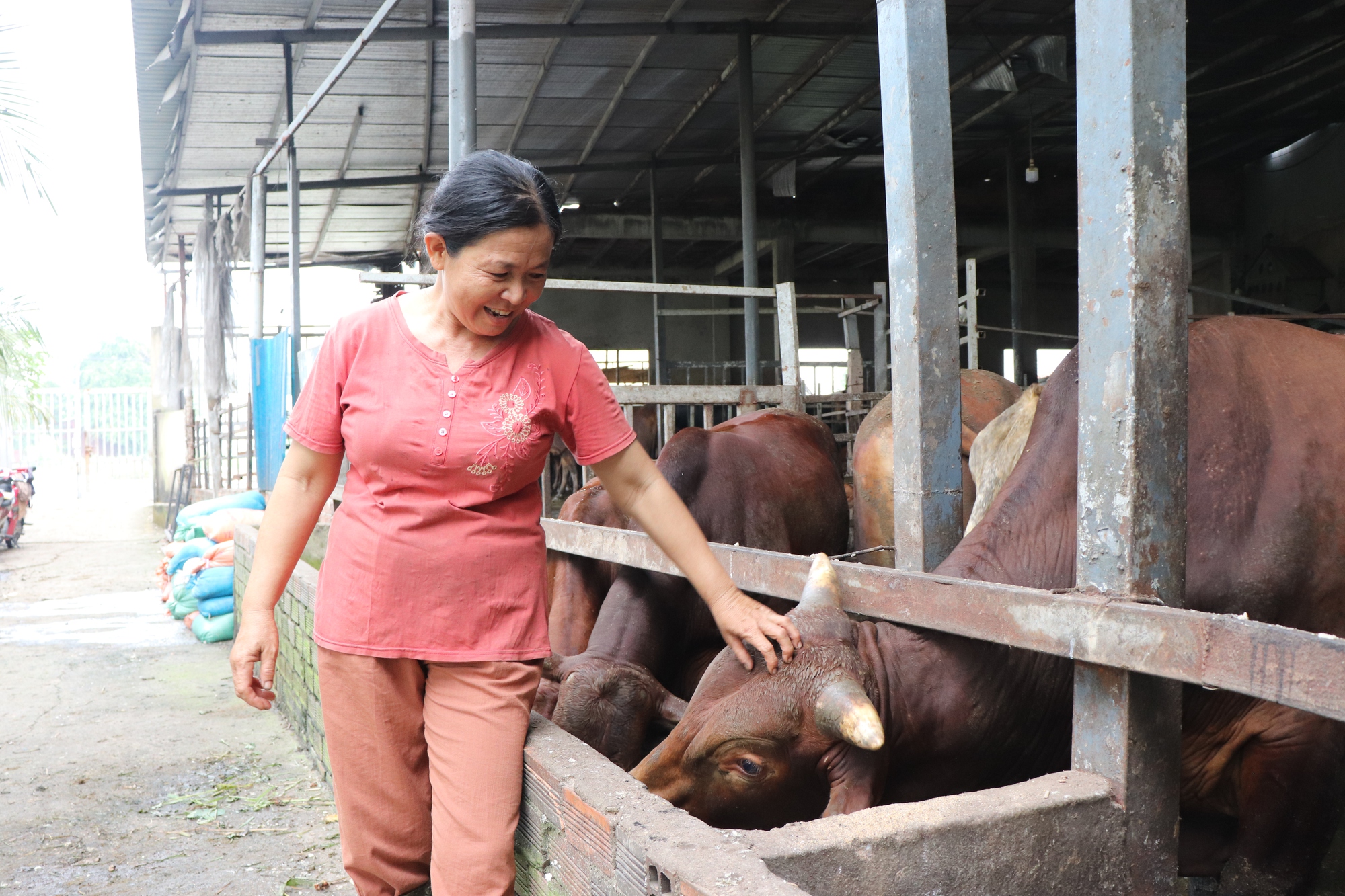Nữ nông dân nuôi bò thu tiền tỉ tại TP.HCM: Từng làm chòi nằm cạnh chuồng bò - Ảnh 1.