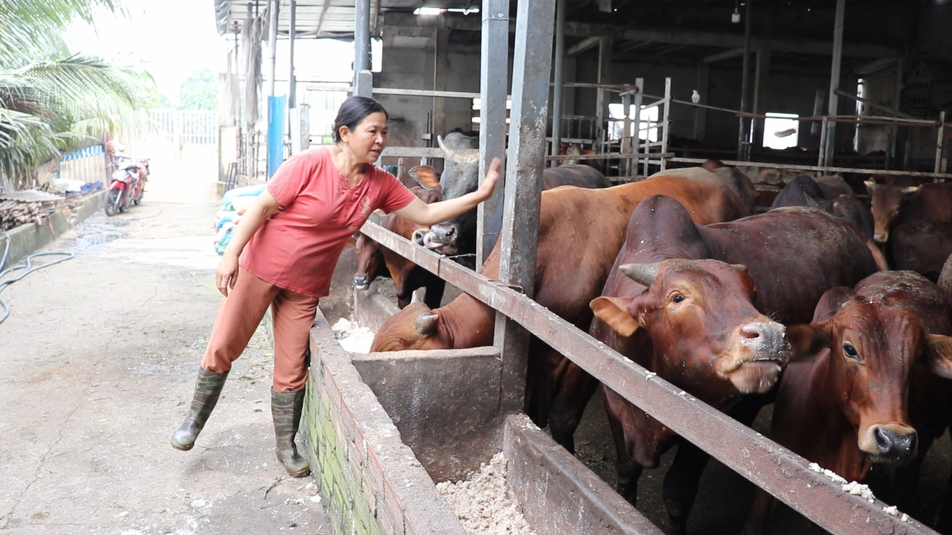 Nữ nông dân nuôi bò thu tiền tỉ tại TP.HCM: Từng làm chòi nằm cạnh chuồng bò - Ảnh 3.