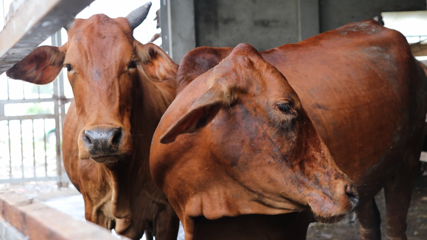 Nữ nông dân nuôi bò thu tiền tỉ tại TP.HCM: Từng làm chòi nằm cạnh chuồng bò - Ảnh 2.