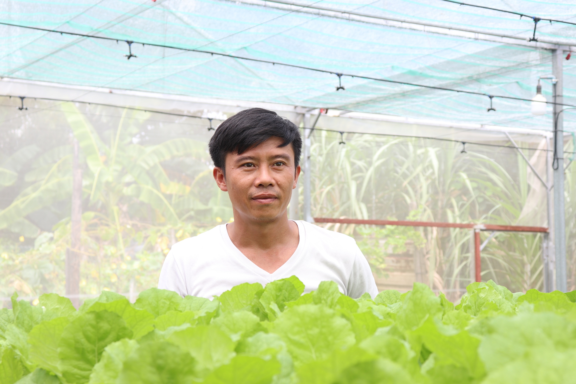 Từ công nhân xuất khẩu lao động thành ông chủ trại rau thủy canh công nghệ cao - Ảnh 4. Từ công nhân xuất khẩu lao động thành ông chủ trại rau thủy canh công nghệ cao - Ảnh 4.
