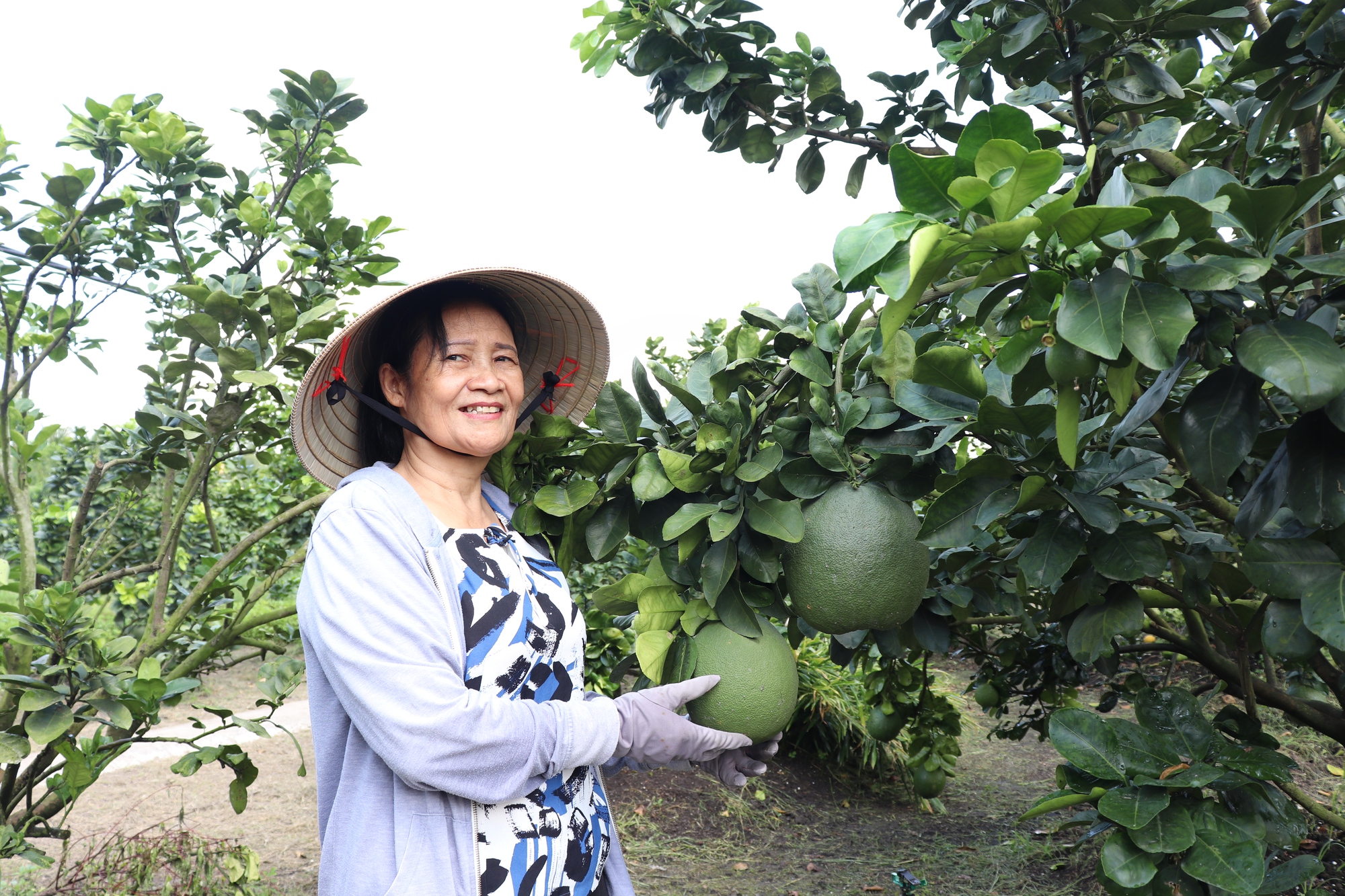 Trồng bưởi da xanh trên đất nhiễm phèn, nông dân huyện Bình Chánh thu về tiền tỉ - Ảnh 1.