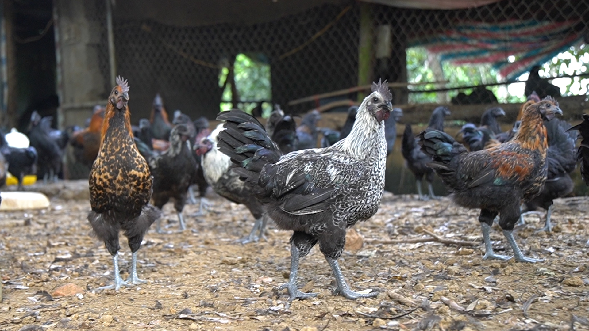 Anh nông dân 8X lãi lớn nhờ nuôi giống gà đặc sản màu lạ, - Ảnh 2.