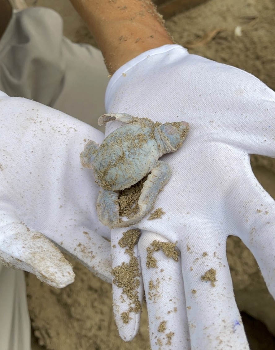Rùa biển bạch tạng quý hiếm chào đời tại Côn Đảo - Ảnh 2.