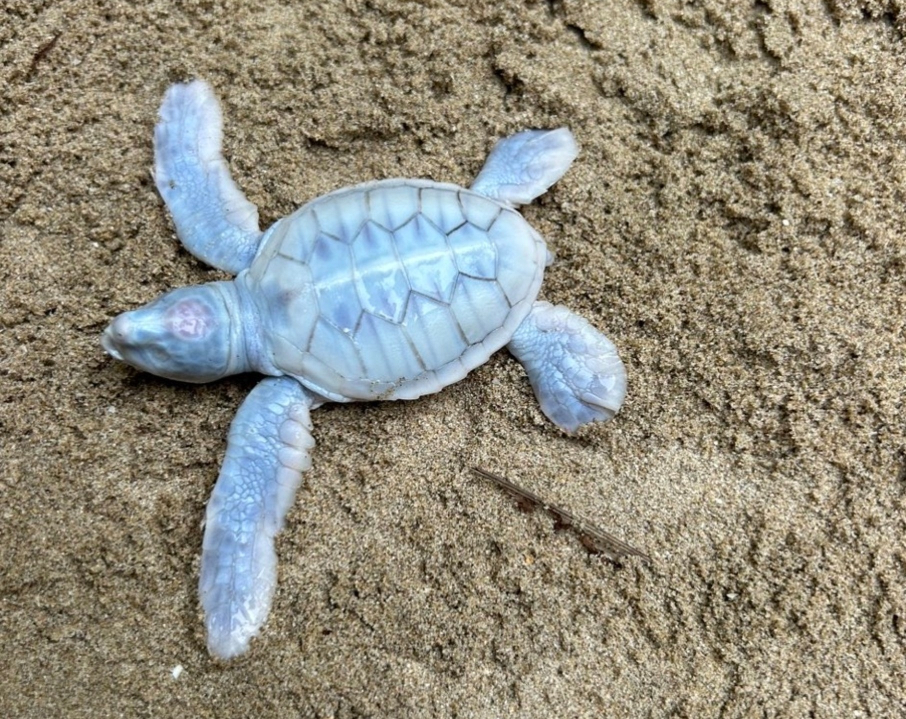 Rùa biển bạch tạng quý hiếm chào đời tại Côn Đảo - Ảnh 1.