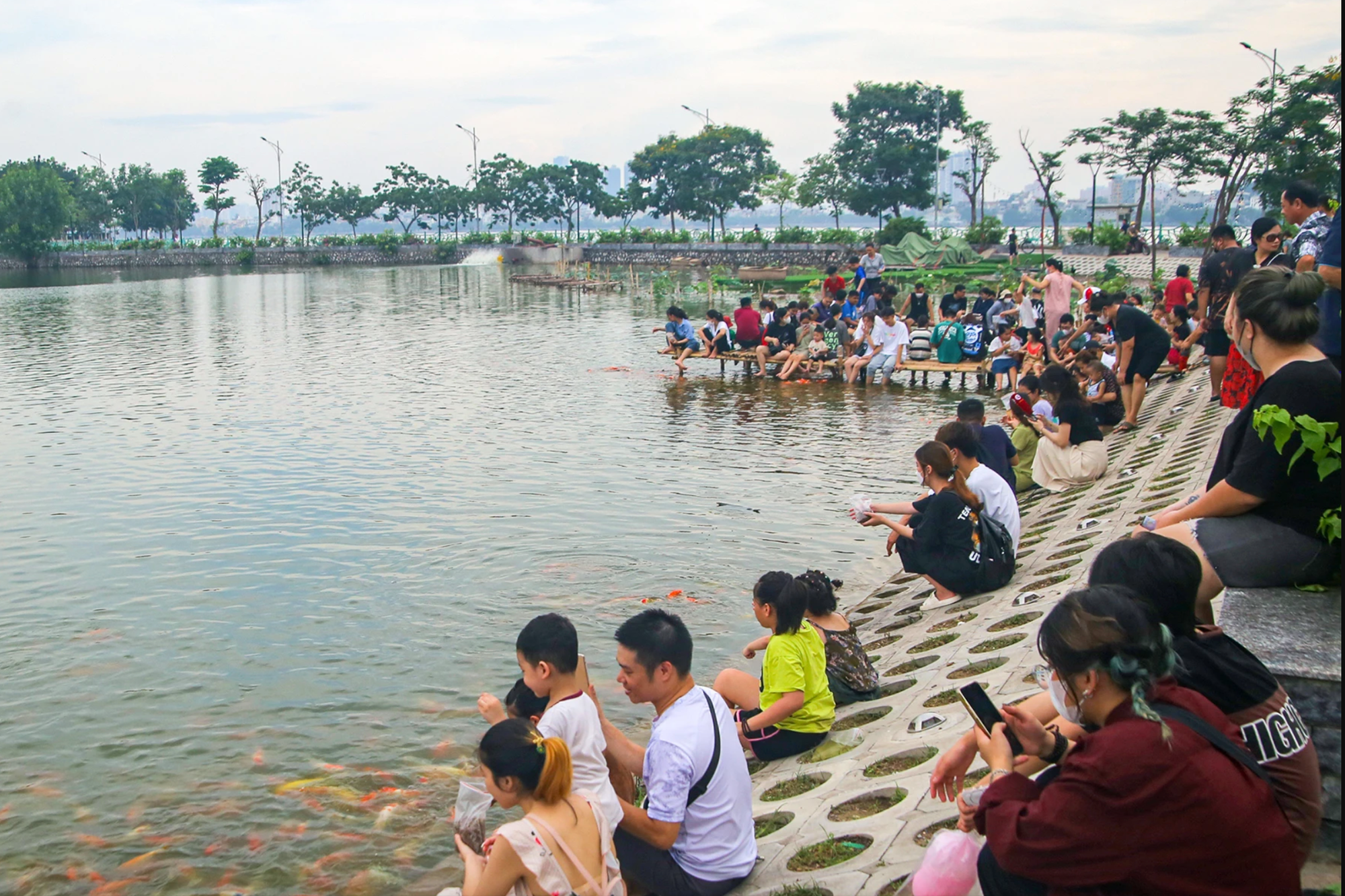 Hà Nội dừng nuôi 8 tấn cá koi ở hồ Đầu Đồng để trồng sen - Ảnh 1.