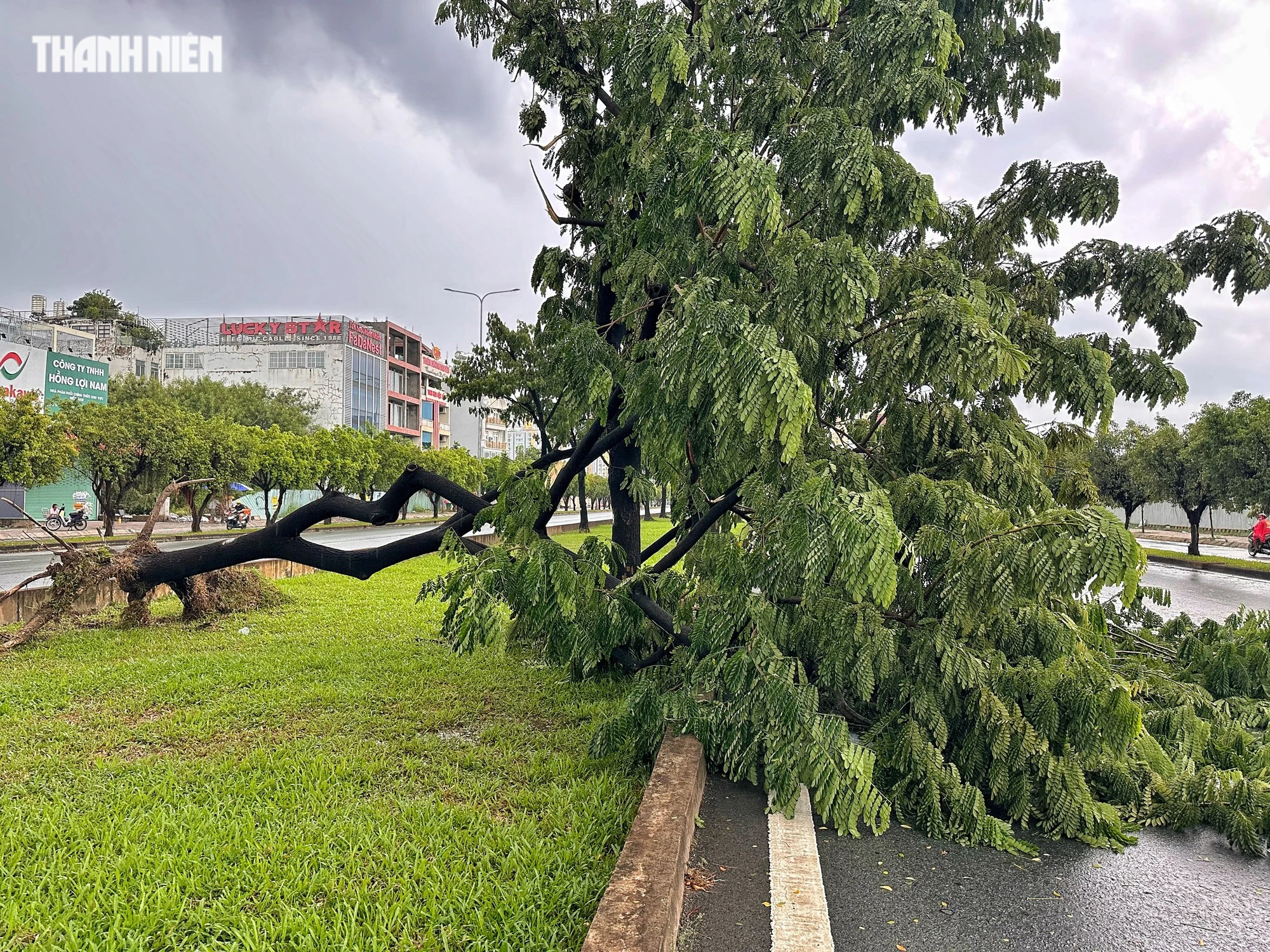 Cuối tuần, TP.HCM có mưa to: Cây bật gốc đổ ra đường, đường phố mênh mông nước - Ảnh 1.