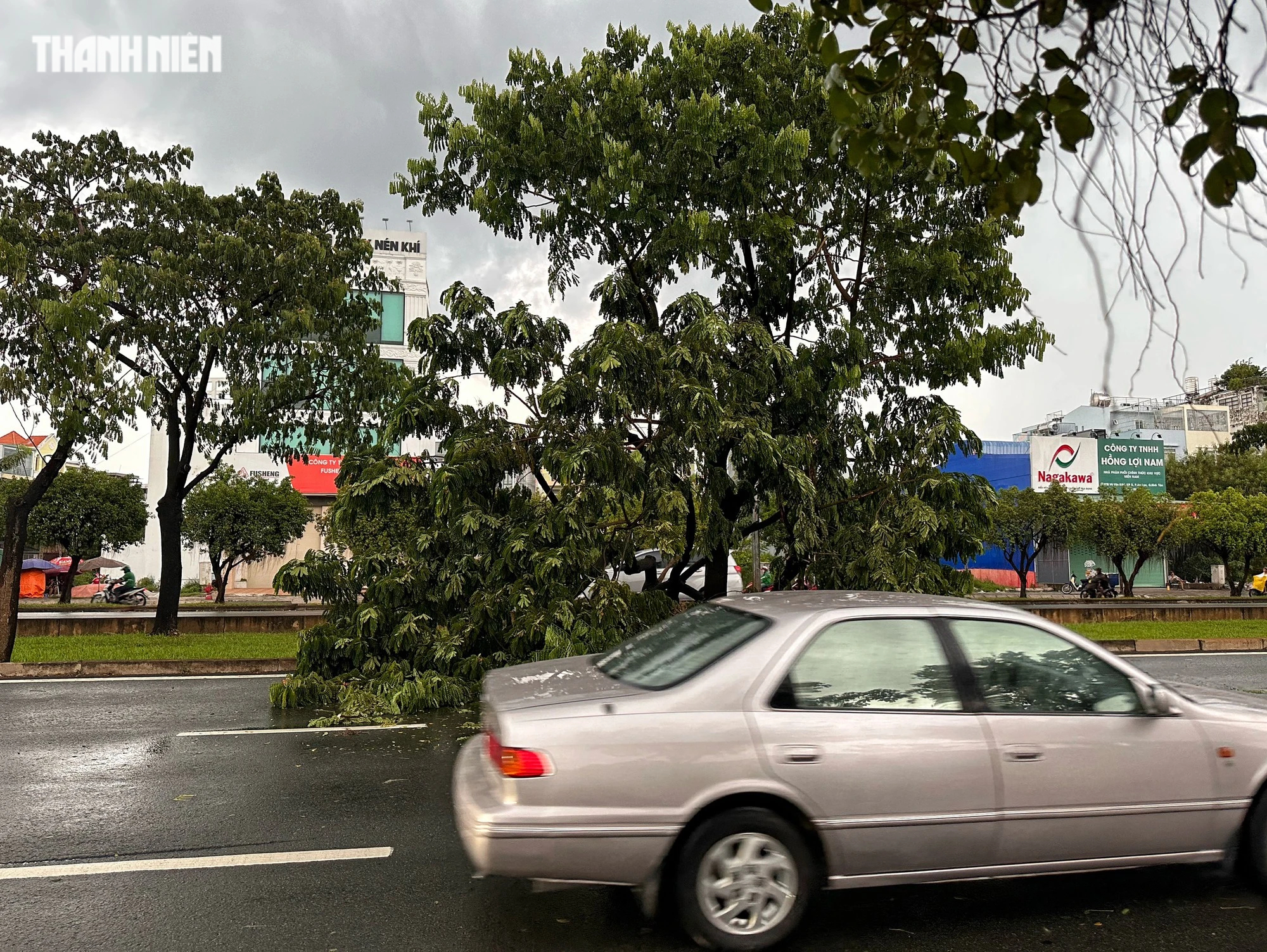 Cuối tuần, TP.HCM có mưa to: Cây bật gốc đổ ra đường, đường phố mênh mông nước - Ảnh 2.