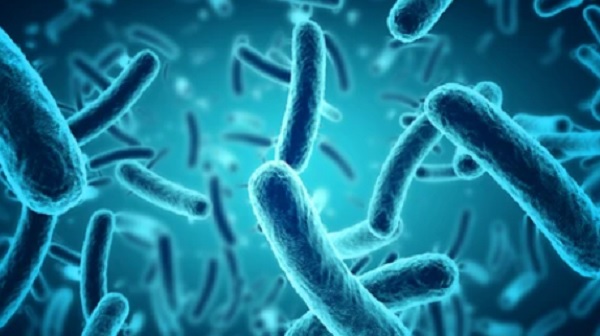 Vụ ngộ độc sau đêm Trung thu: Vi khuẩn Salmonella nguy hiểm như thế nào? - Ảnh 1.