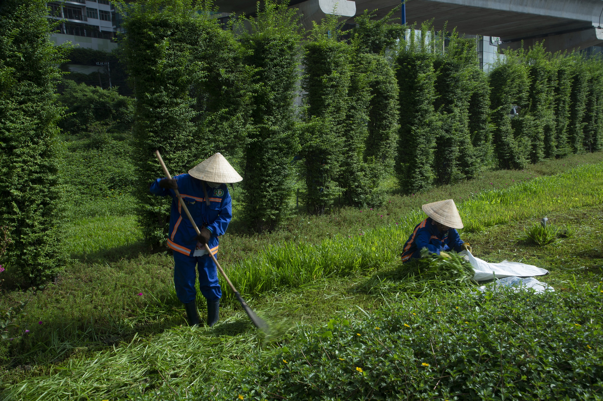 Gìn giữ màu xanh cho đô thị - Ảnh 6.