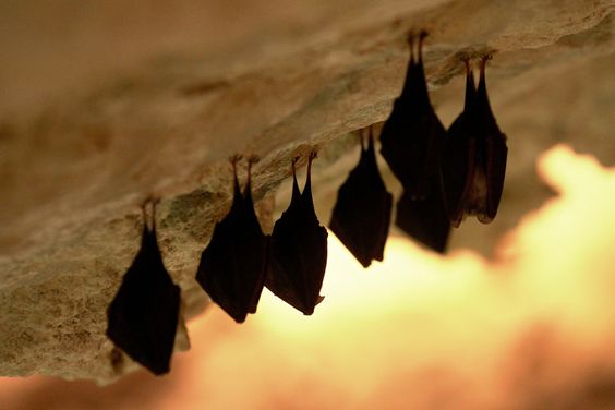 Hang động Manjanggul trên đảo Jeju - Kỳ quan thiên nhiên độc đáo và hấp dẫn - Ảnh 4. Hang động Manjanggul trên đảo Jeju - Kỳ quan thiên nhiên độc đáo và hấp dẫn - Ảnh 4.