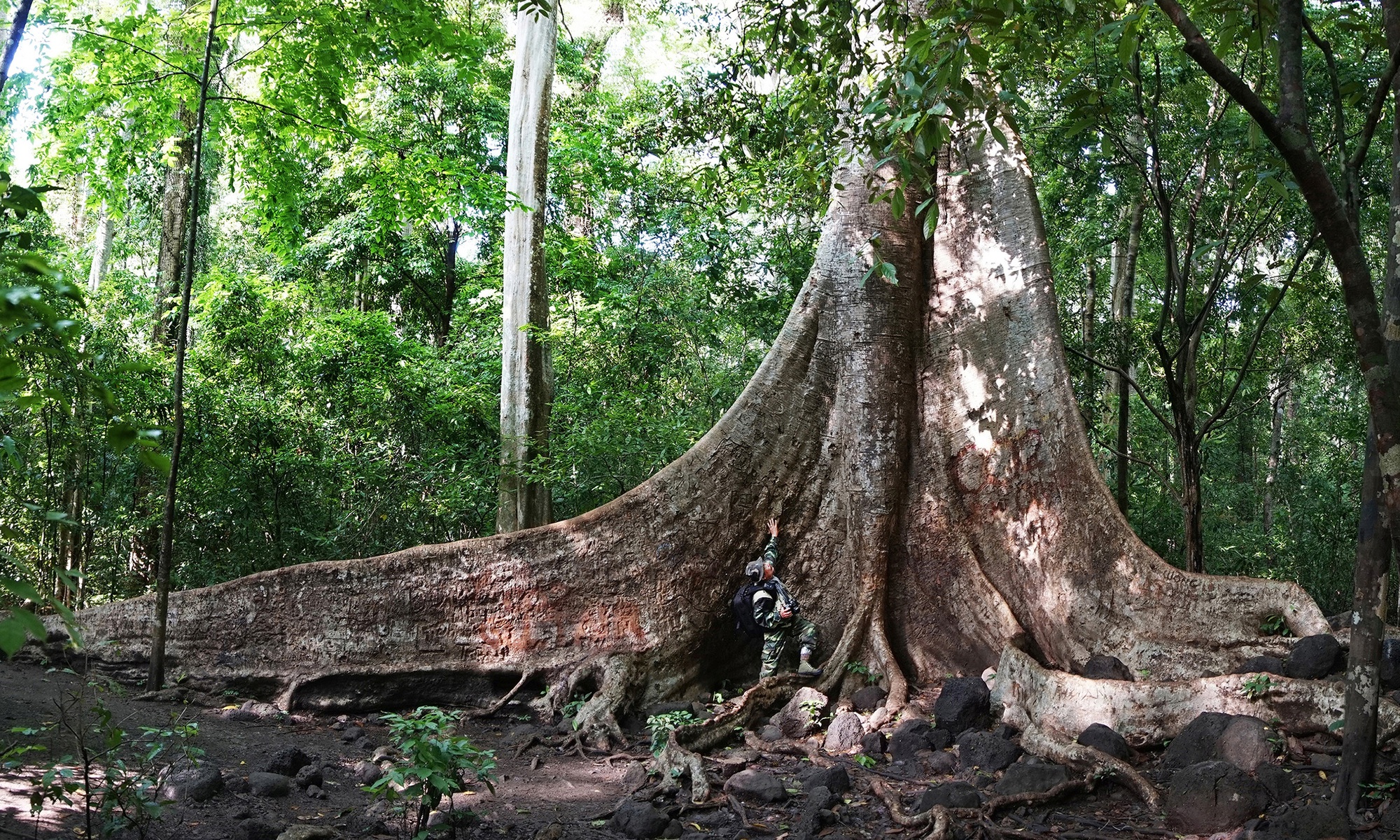 Cây bằng lăng cổ thụ