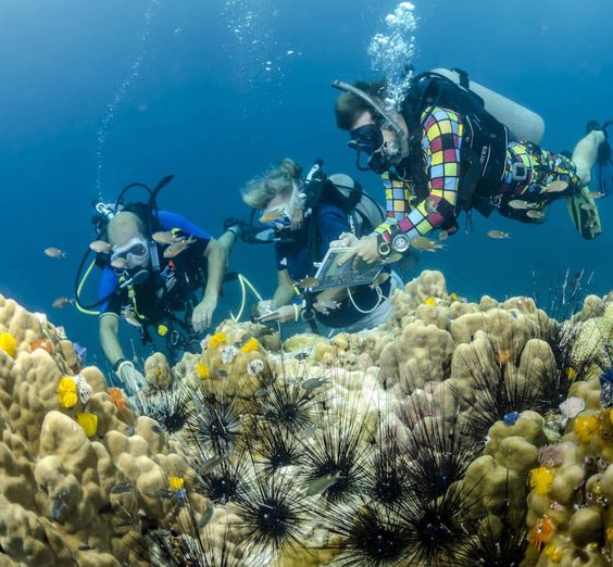 Lặn ngắm san hô tại Koh Tao - Thế giới đại dương muôn màu  - Ảnh 2.