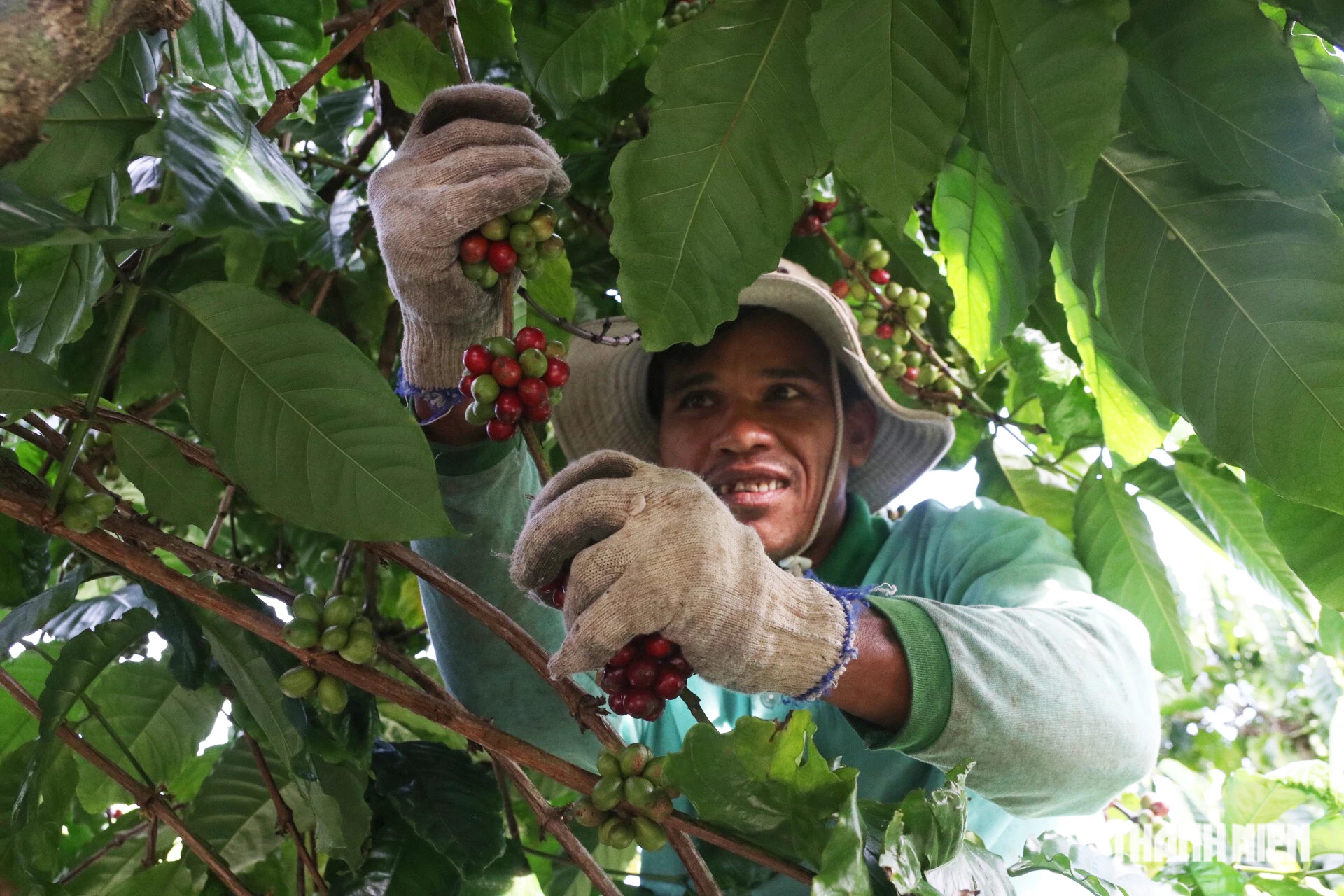 Không có việc làm, từ huyện vùng cao Quảng Ngãi vào Đắk Nông hái cà phê thuê - Ảnh 1.