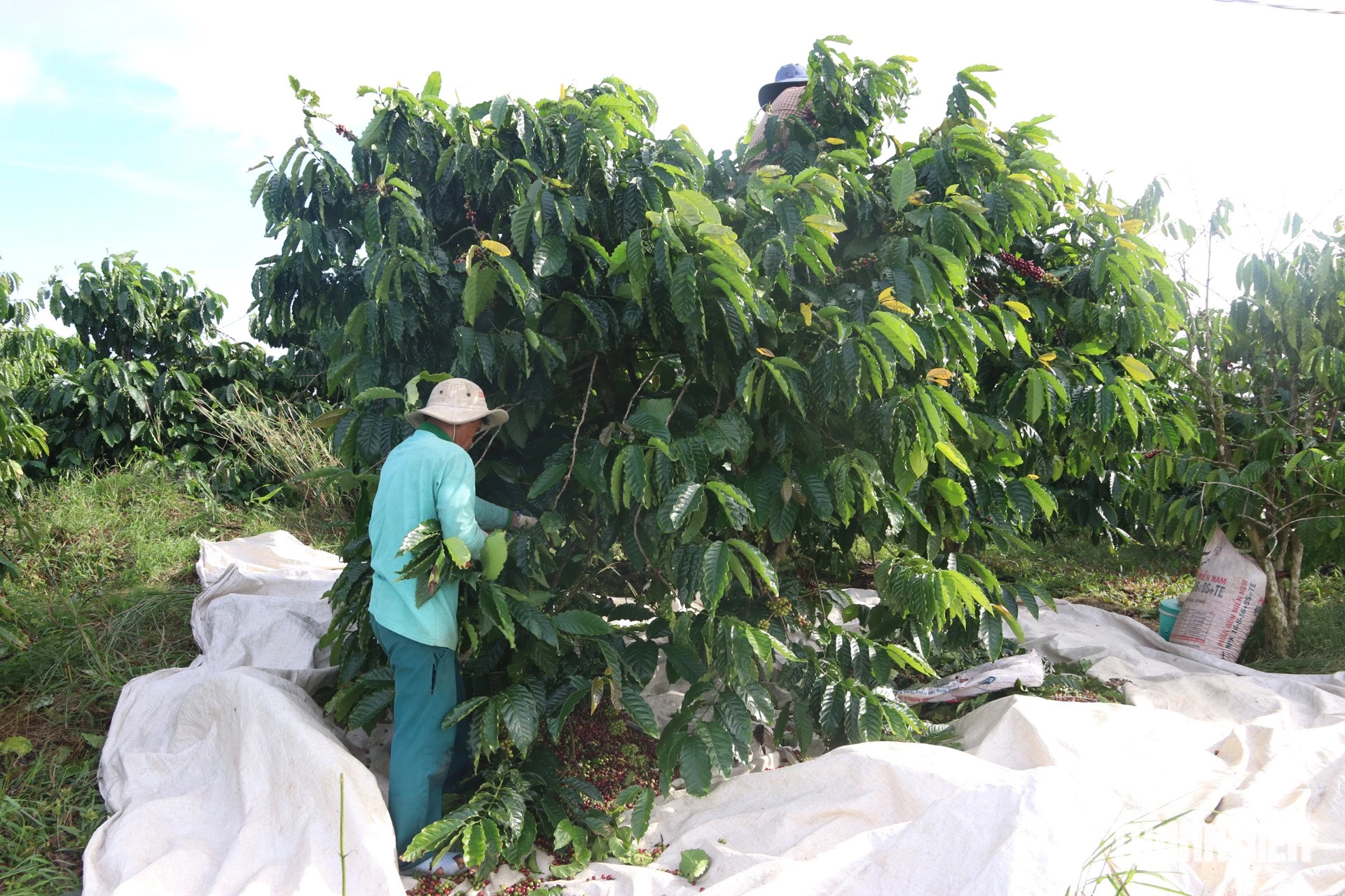 Không có việc làm, từ huyện vùng cao Quảng Ngãi vào Đắk Nông hái cà phê thuê - Ảnh 2.