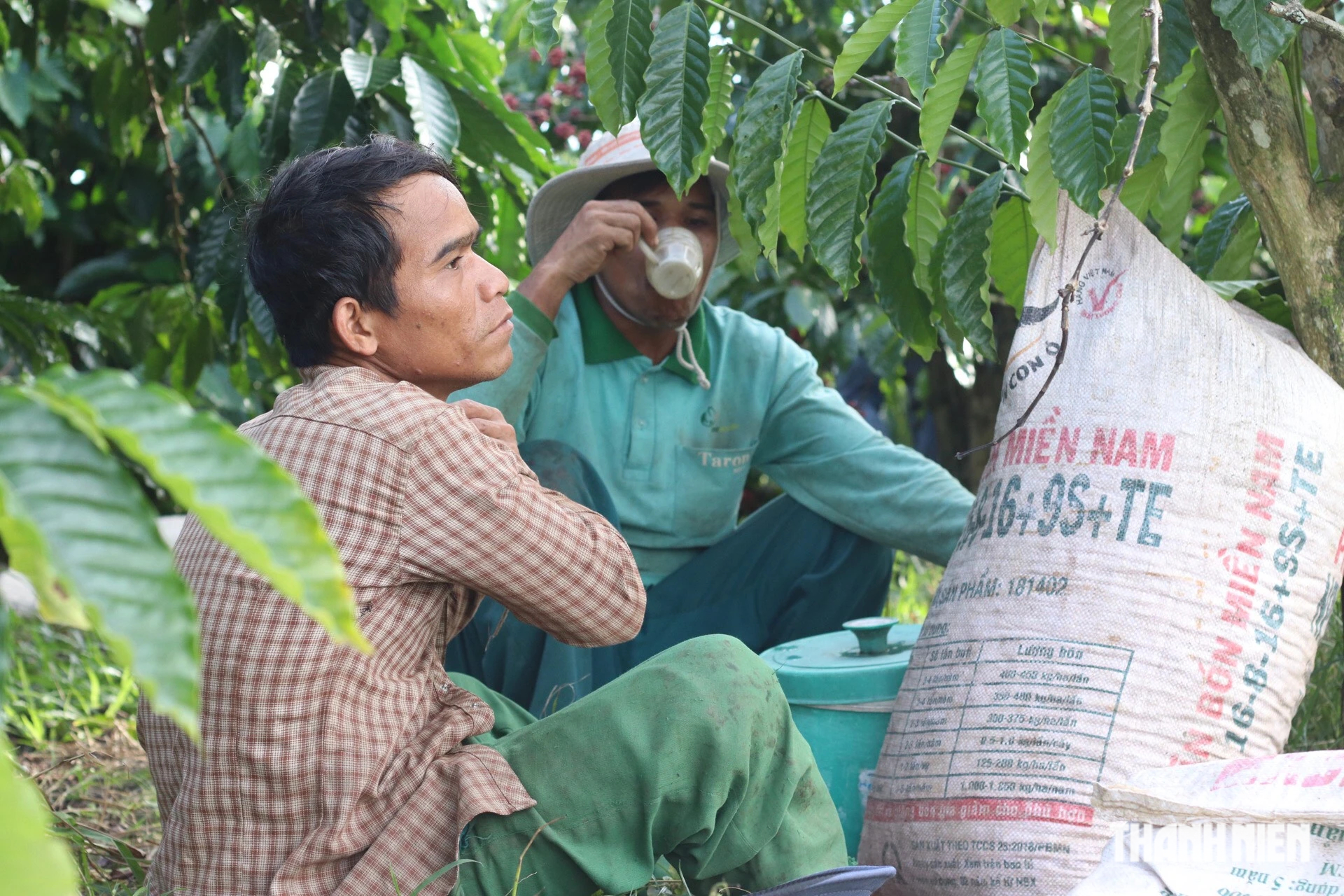 Không có việc làm, từ huyện vùng cao Quảng Ngãi vào Đắk Nông hái cà phê thuê - Ảnh 11.