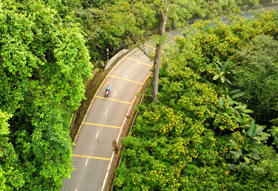 Hoa dã quỳ vào mùa nở rộ, giới trẻ vượt 100 km đến check-in - Ảnh 1.