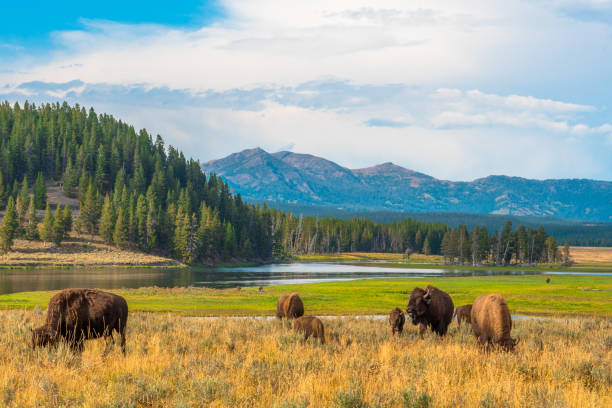 Khám phá vườn quốc gia Yellowstone: Di sản thiên nhiên kỳ diệu của Mỹ  - Ảnh 3.
