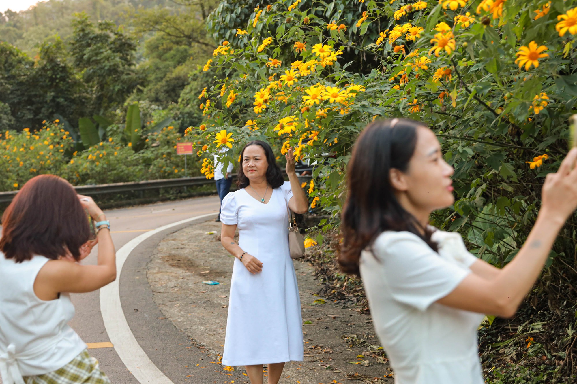 Hoa dã quỳ vào mùa nở rộ, giới trẻ vượt 100 km đến check-in - Ảnh 7. Hoa dã quỳ vào mùa nở rộ, giới trẻ vượt 100 km đến check-in - Ảnh 7.