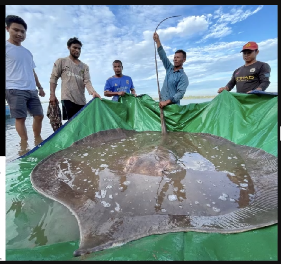 Thêm một con cá khổng lồ vừa được trả về lại dòng sông Mekong - Ảnh 2. Thêm một con cá khổng lồ vừa được trả về lại dòng sông Mekong - Ảnh 2.
