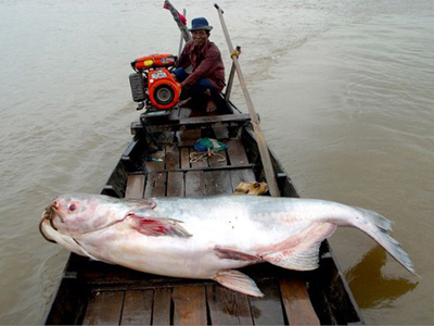 Guinness công nhận con cá đuối khổng lồ nặng 300kg sông Mekong lớn nhất thế giới - Ảnh 4.