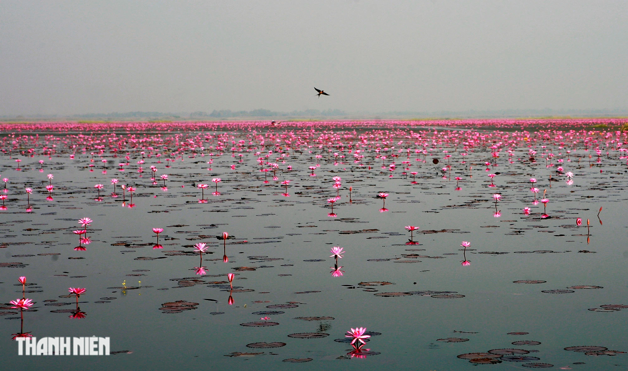Biển hoa sen đỏ mê hoặc miền đông bắc Thái Lan - Ảnh 3.
