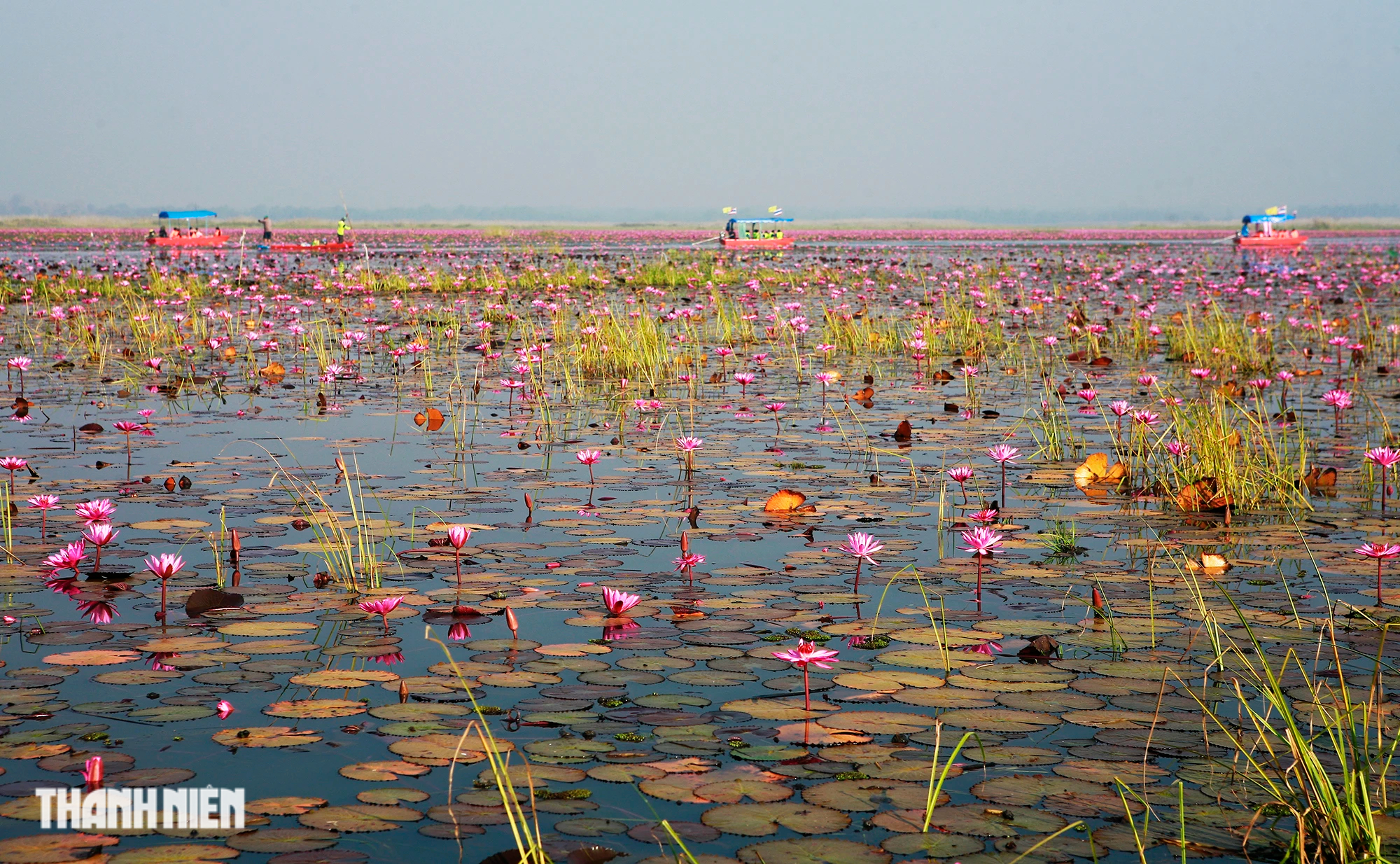 Biển hoa sen đỏ mê hoặc miền đông bắc Thái Lan - Ảnh 5.