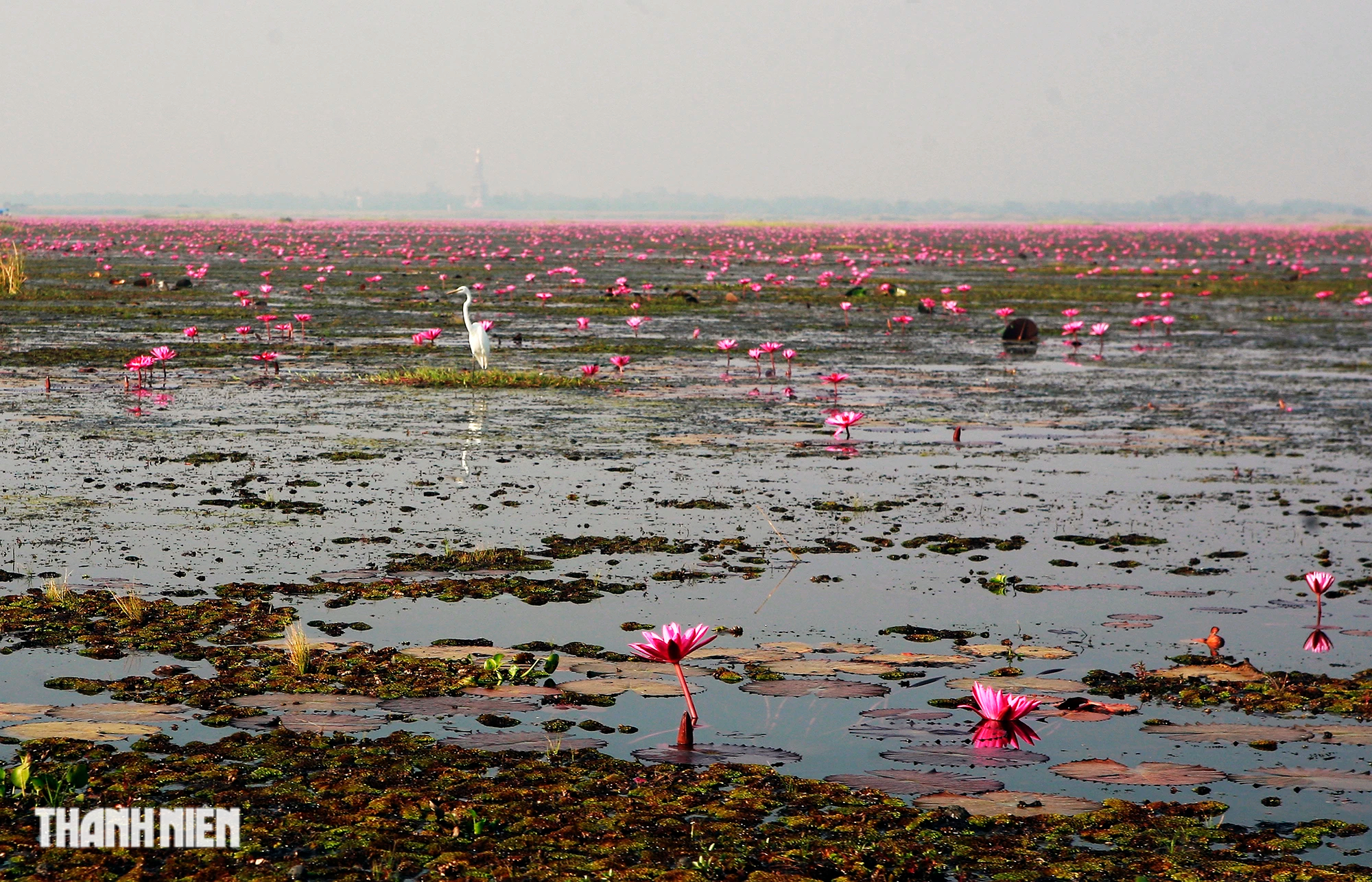 Biển hoa sen đỏ mê hoặc miền đông bắc Thái Lan - Ảnh 7.
