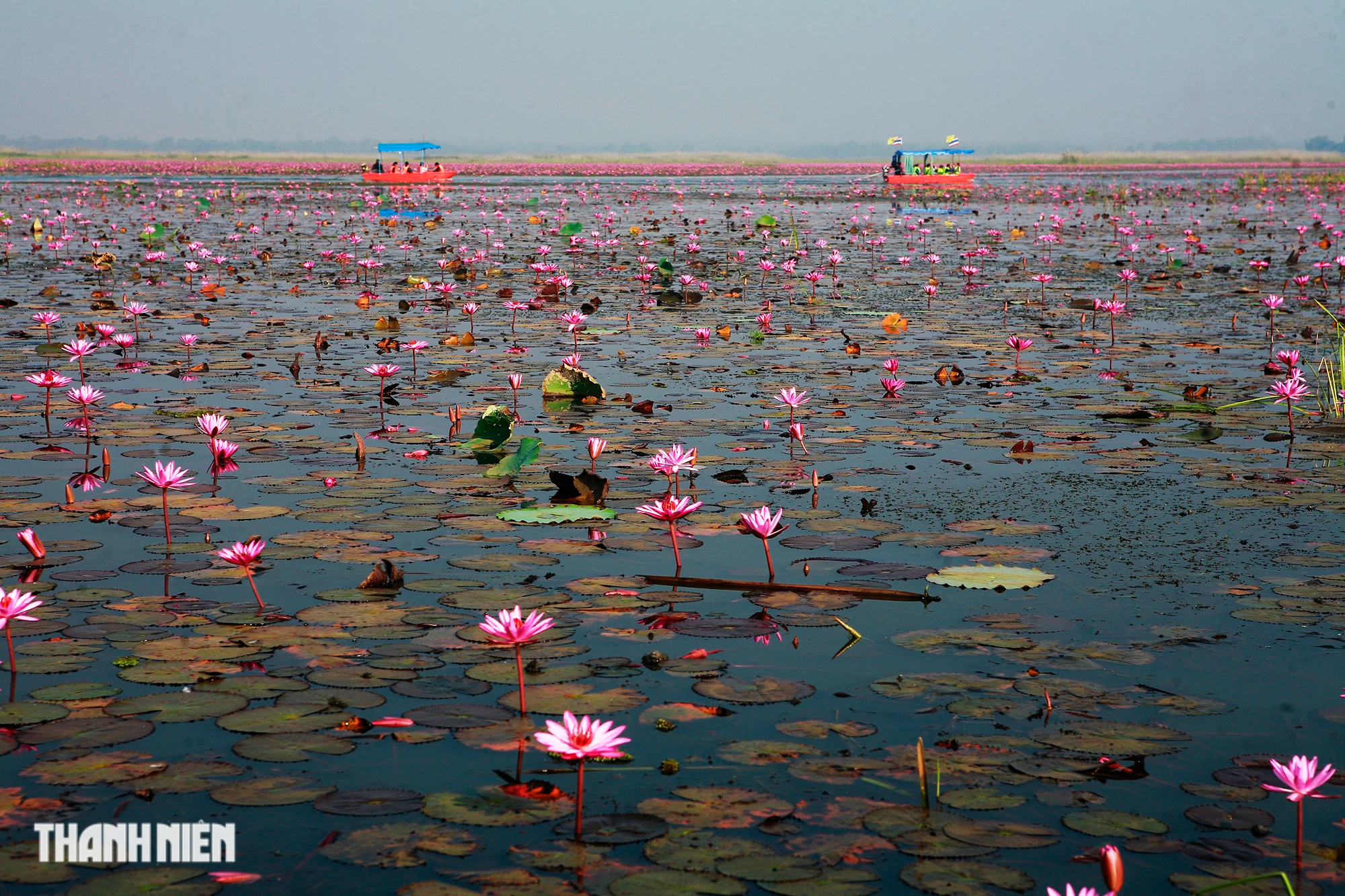 Biển hoa sen đỏ mê hoặc miền đông bắc Thái Lan - Ảnh 8.