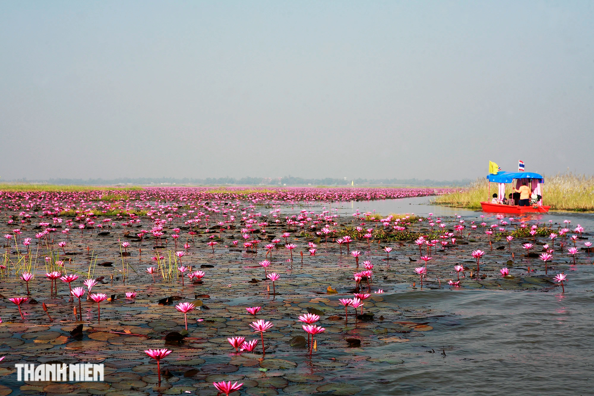 Biển hoa sen đỏ mê hoặc miền đông bắc Thái Lan - Ảnh 13.