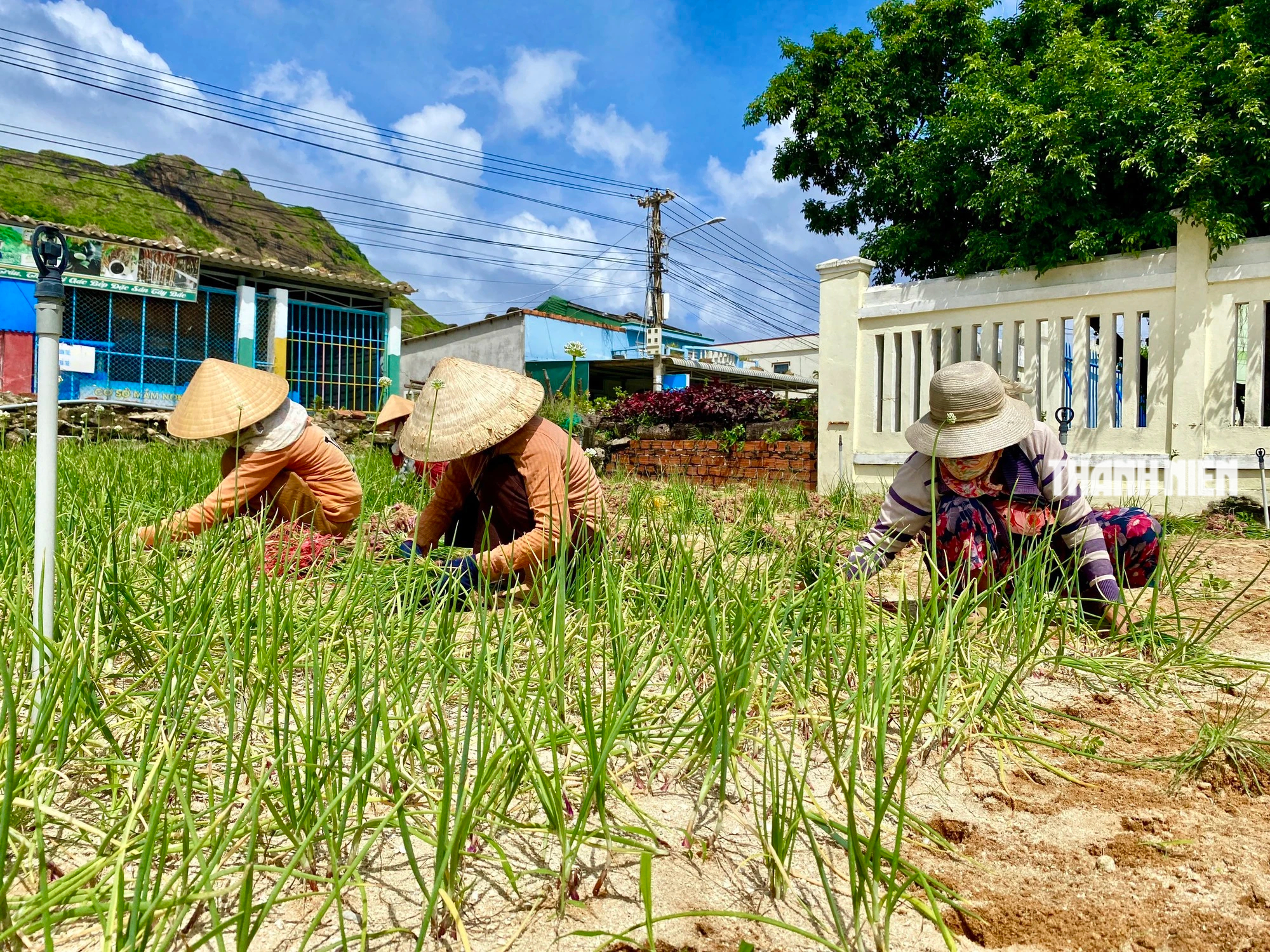 Quảng Ngãi: Người dân Lý Sơn đội nắng thu hoạch hành  xuyên trưa - Ảnh 2.