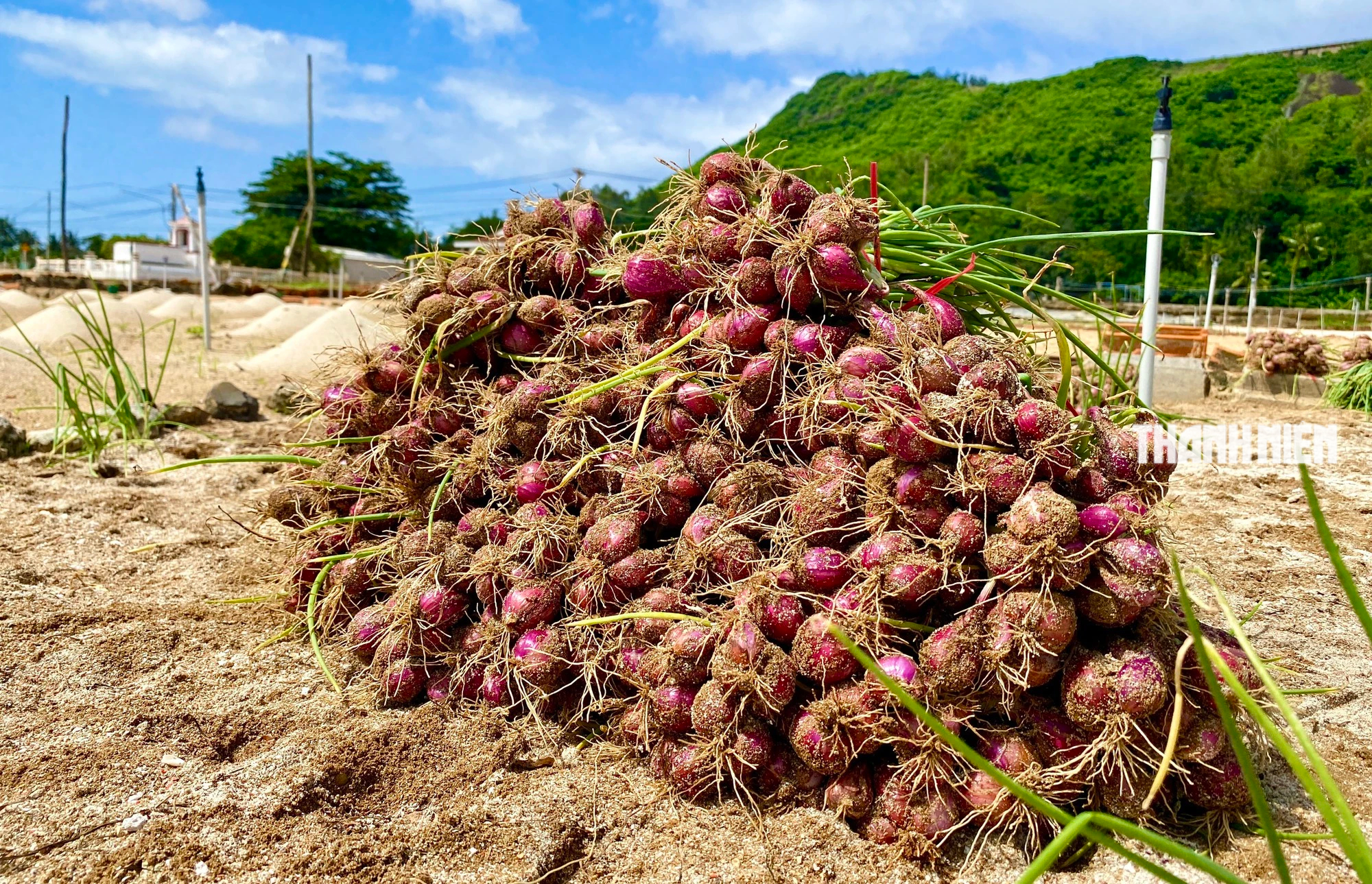 Quảng Ngãi: Người dân Lý Sơn đội nắng thu hoạch hành  xuyên trưa - Ảnh 4.